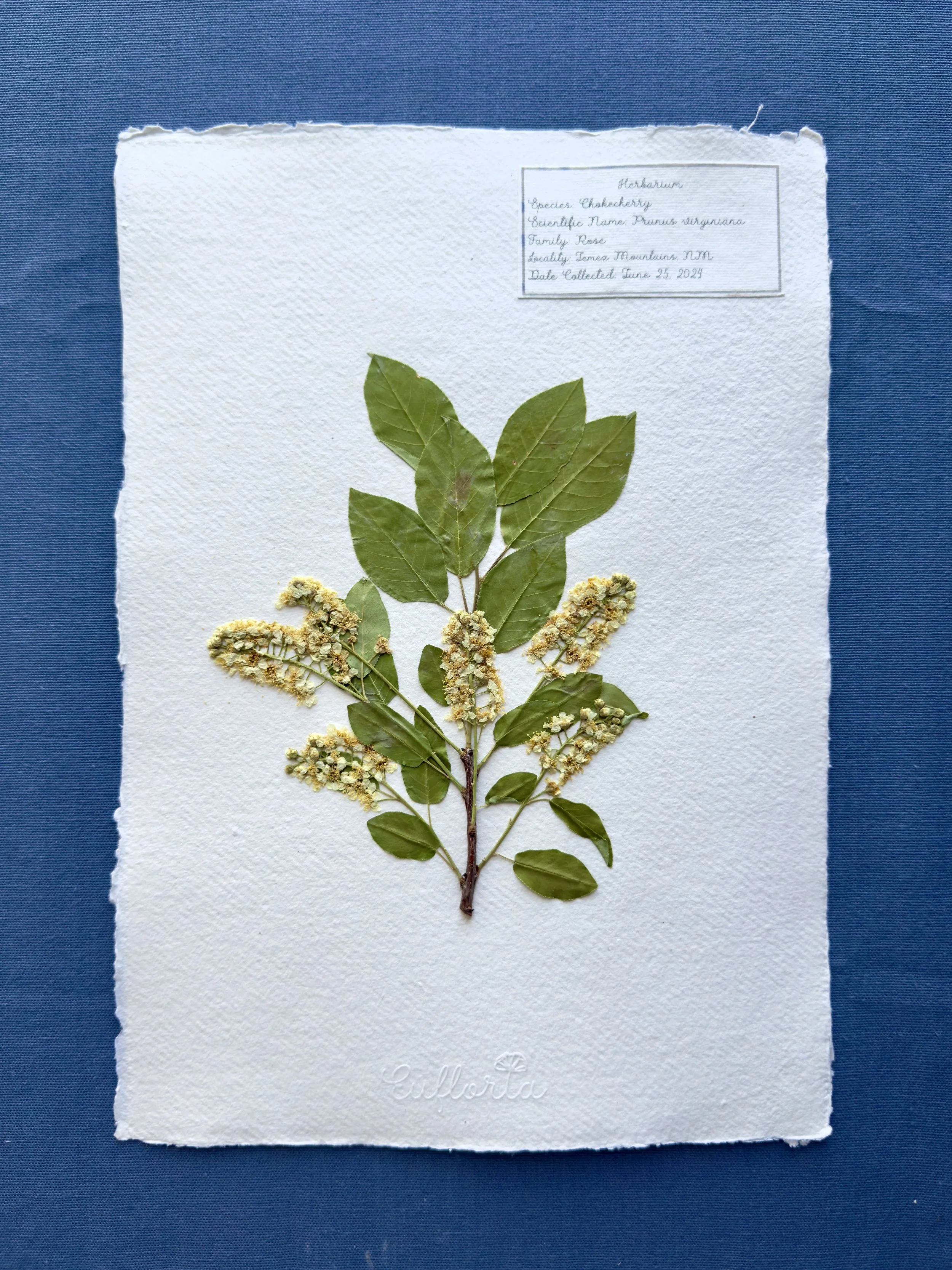 Chokecherry_A4.jpg