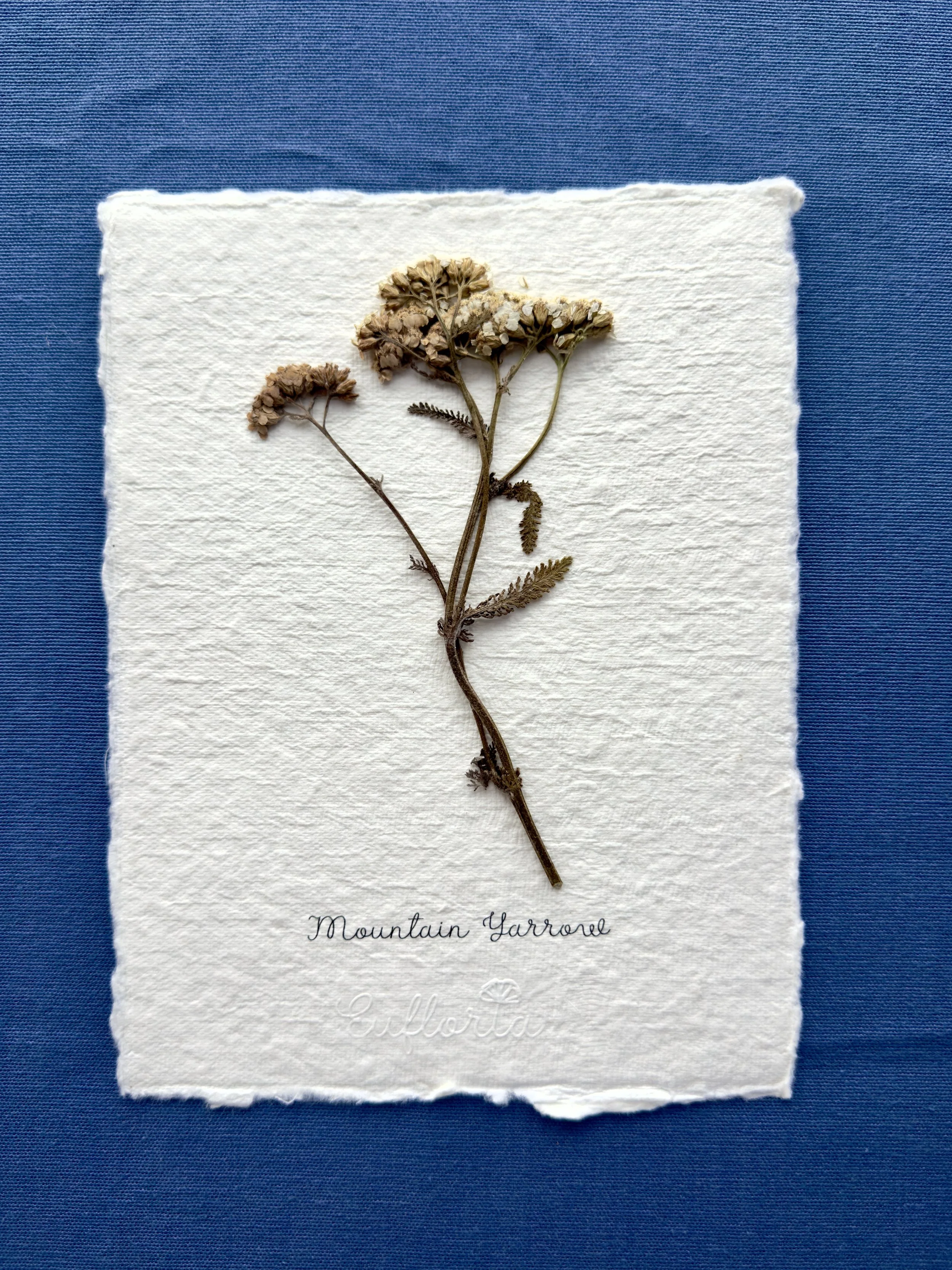 Yarrow A5_Medicine.jpg