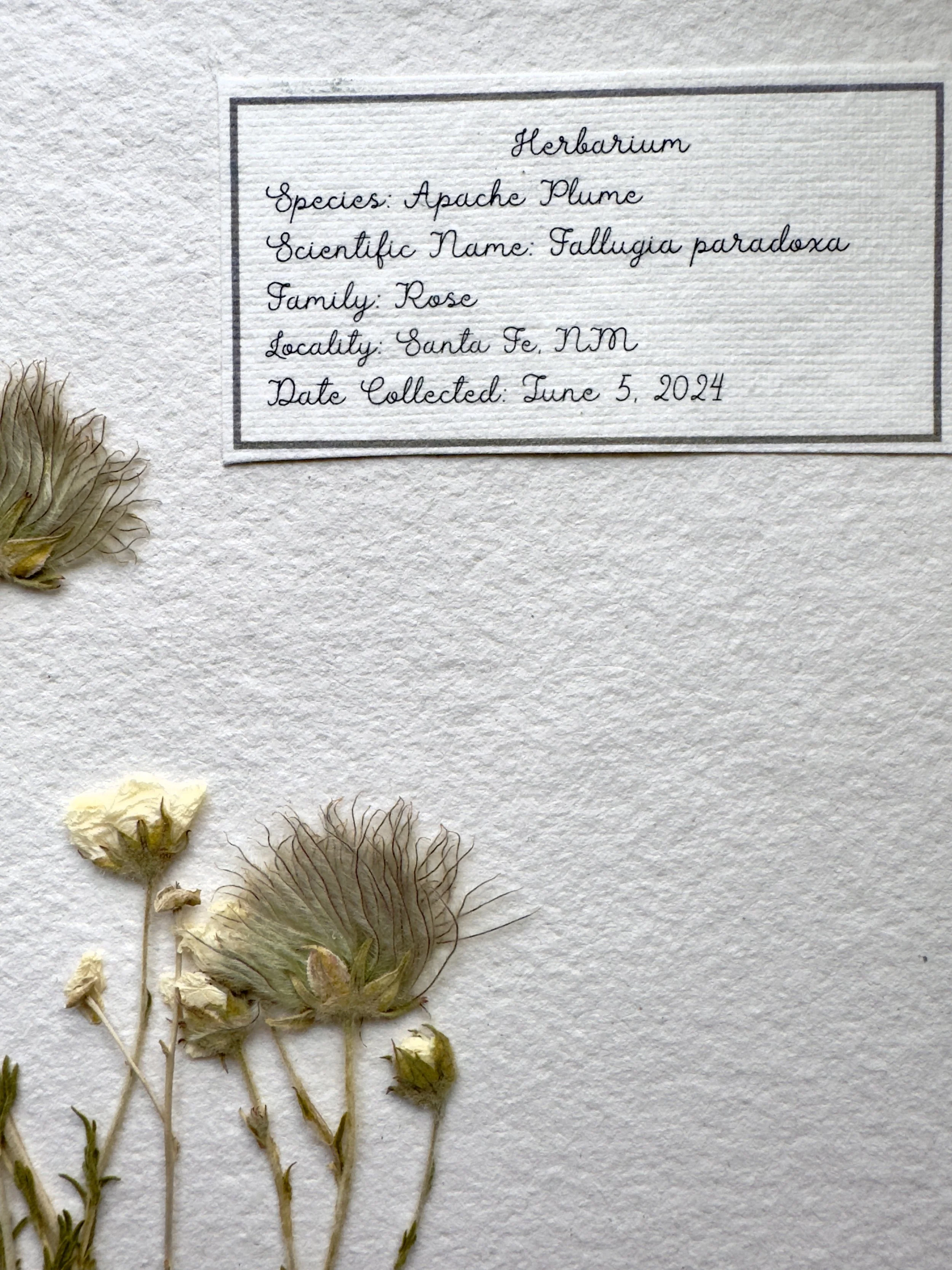 Apache Plume label.jpg