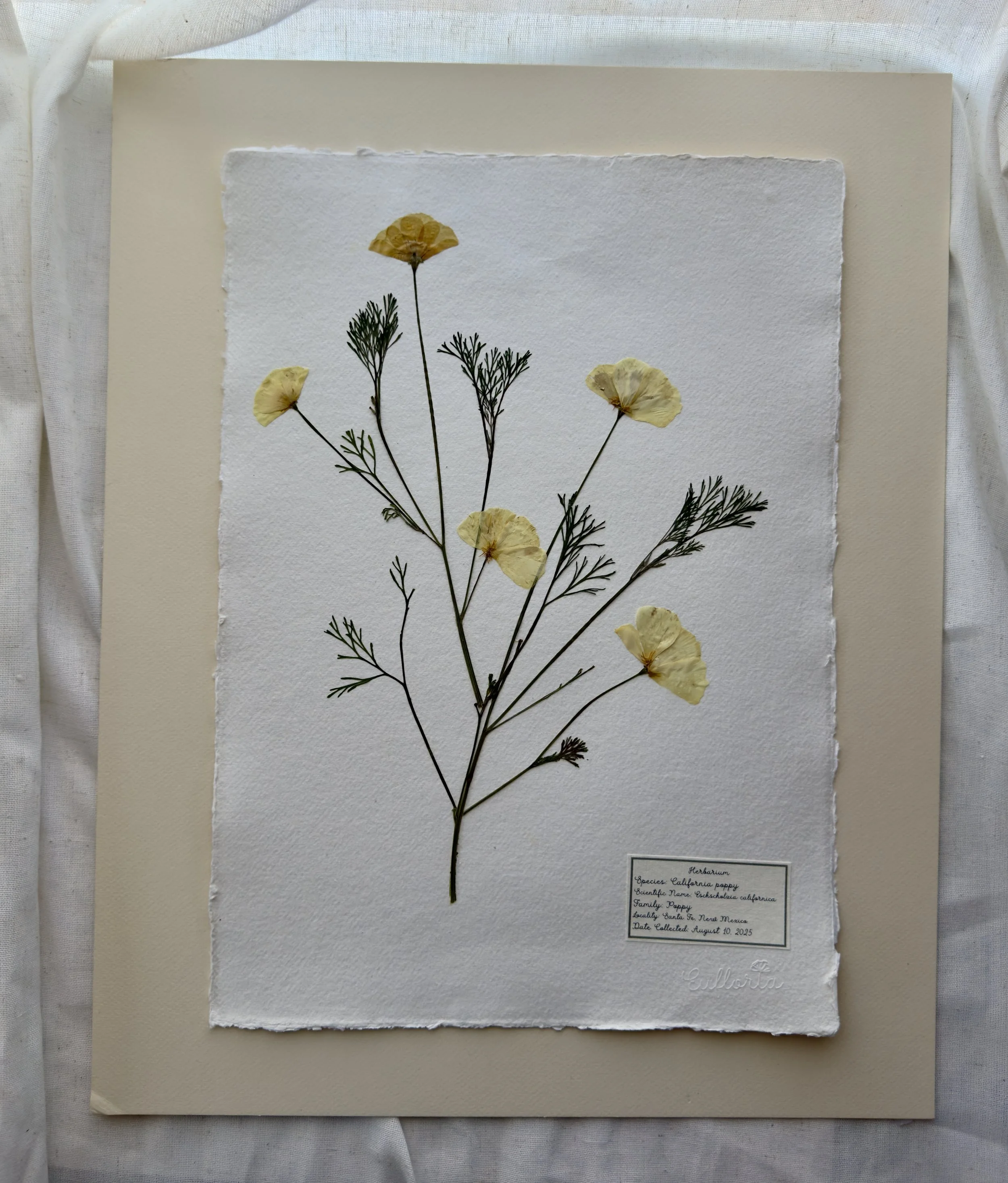 California Poppy  (Eschscholzia californica)