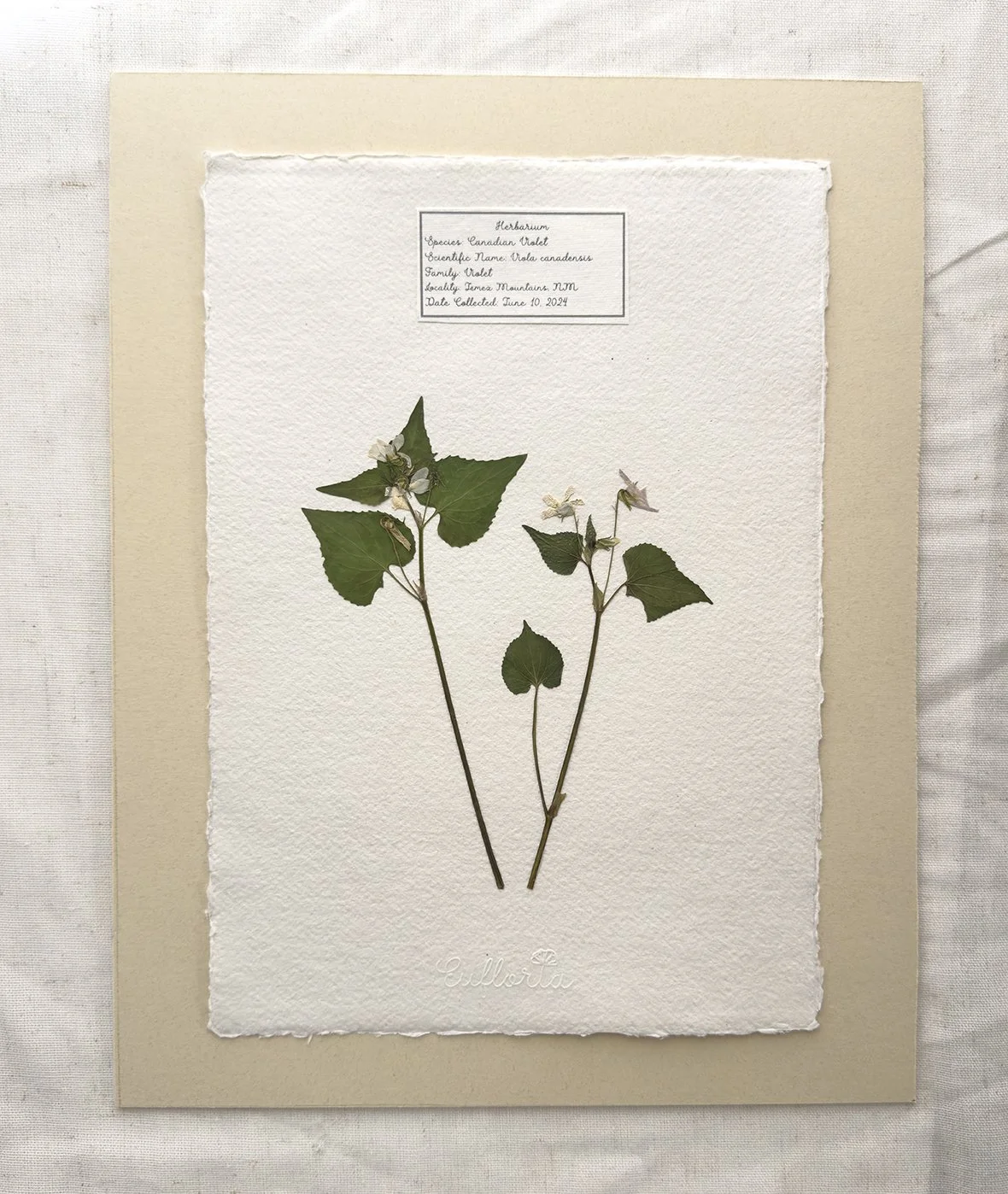 Canadian violet matted.jpg