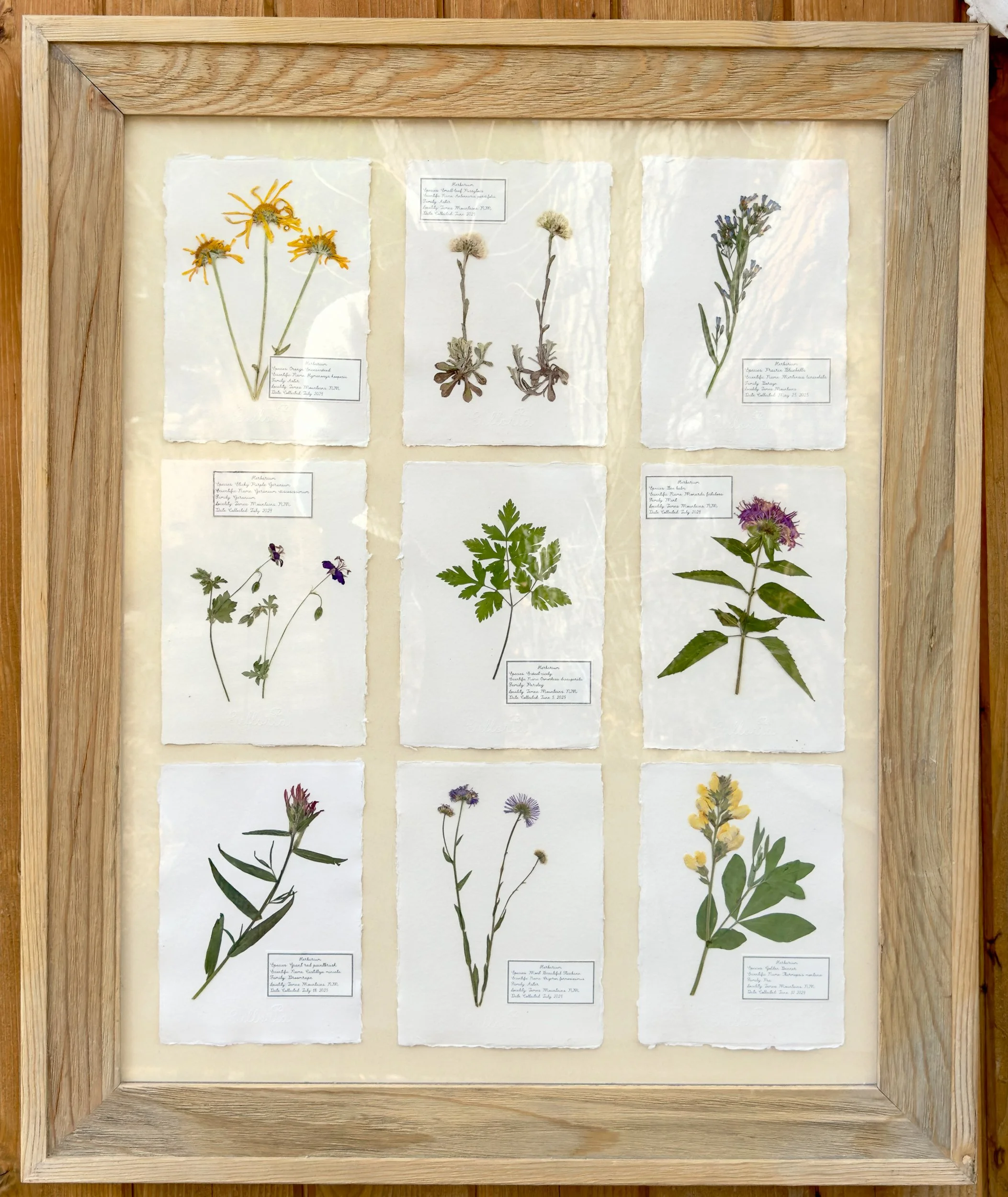 Herbarium_Wildflowers of the Jemez Mountains.jpg