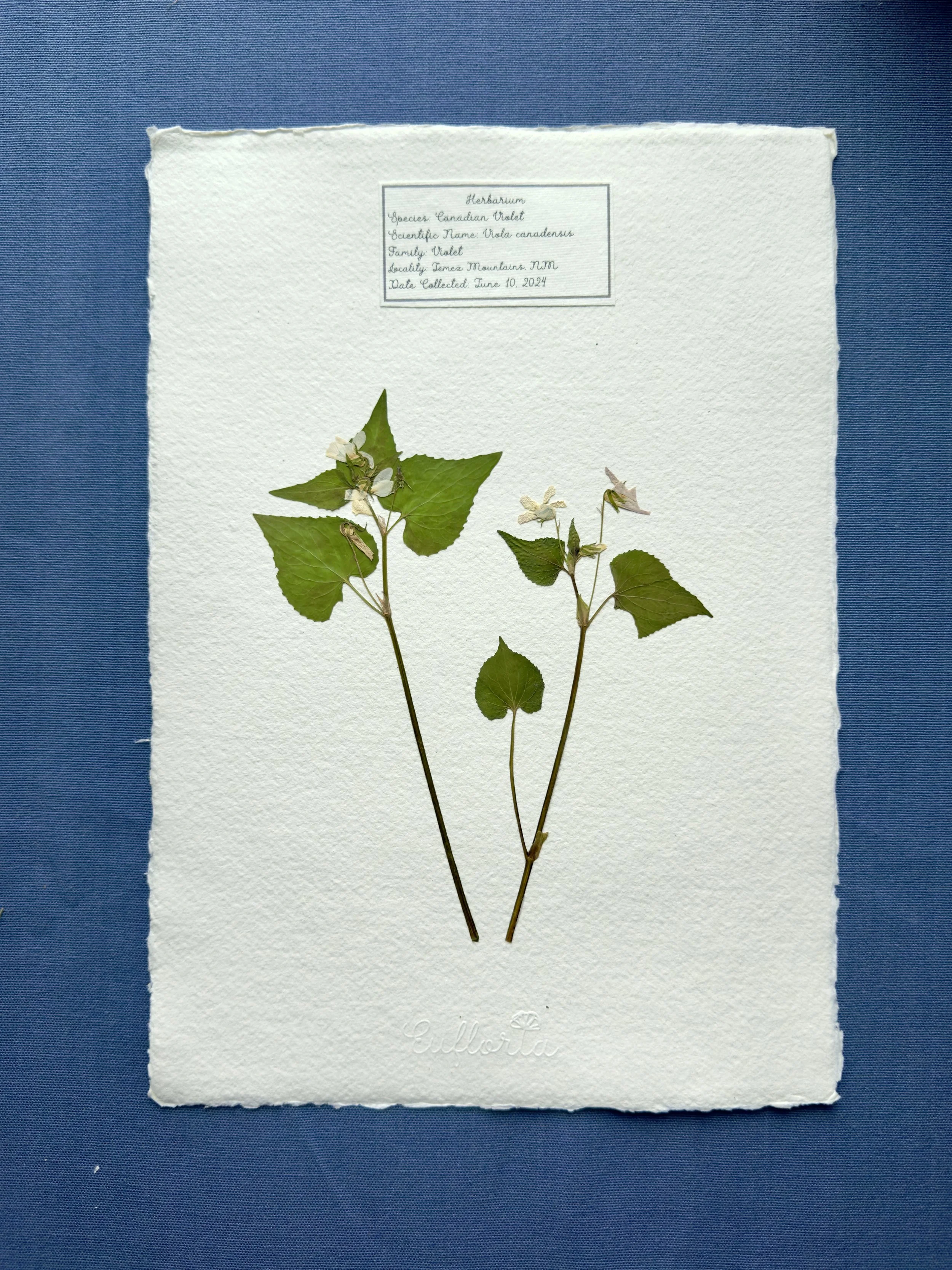 Canadian Violet A4.jpg