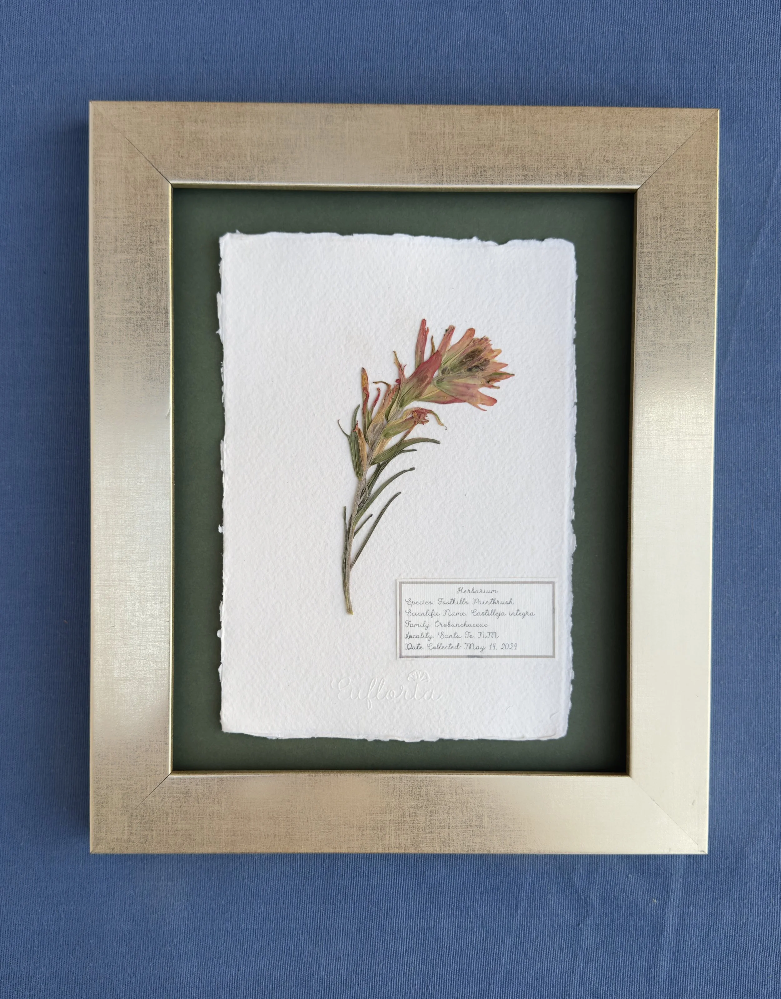 Vintage Victorian_foothills paintbrush.jpg