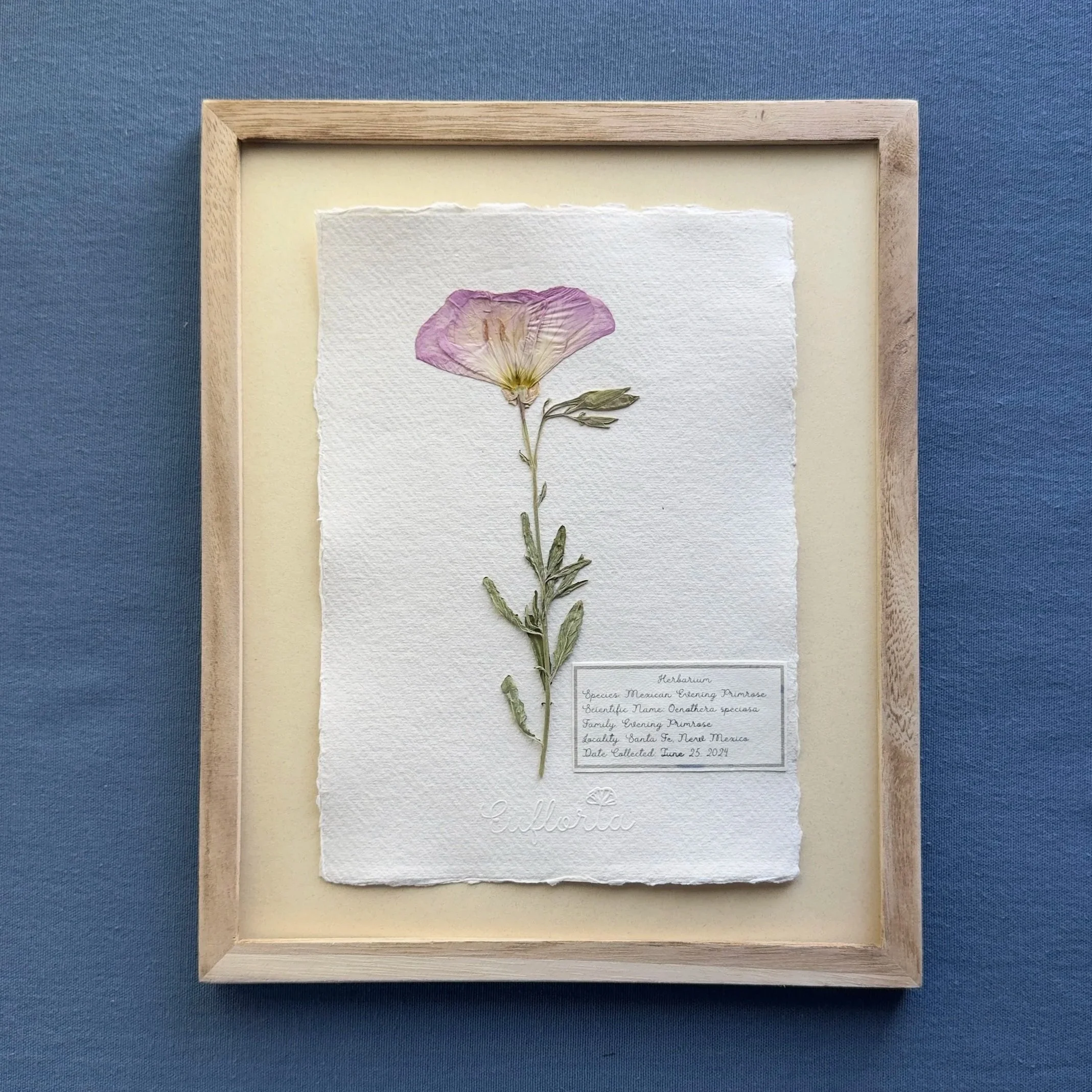 Flower Study - Pink Evening Primrose