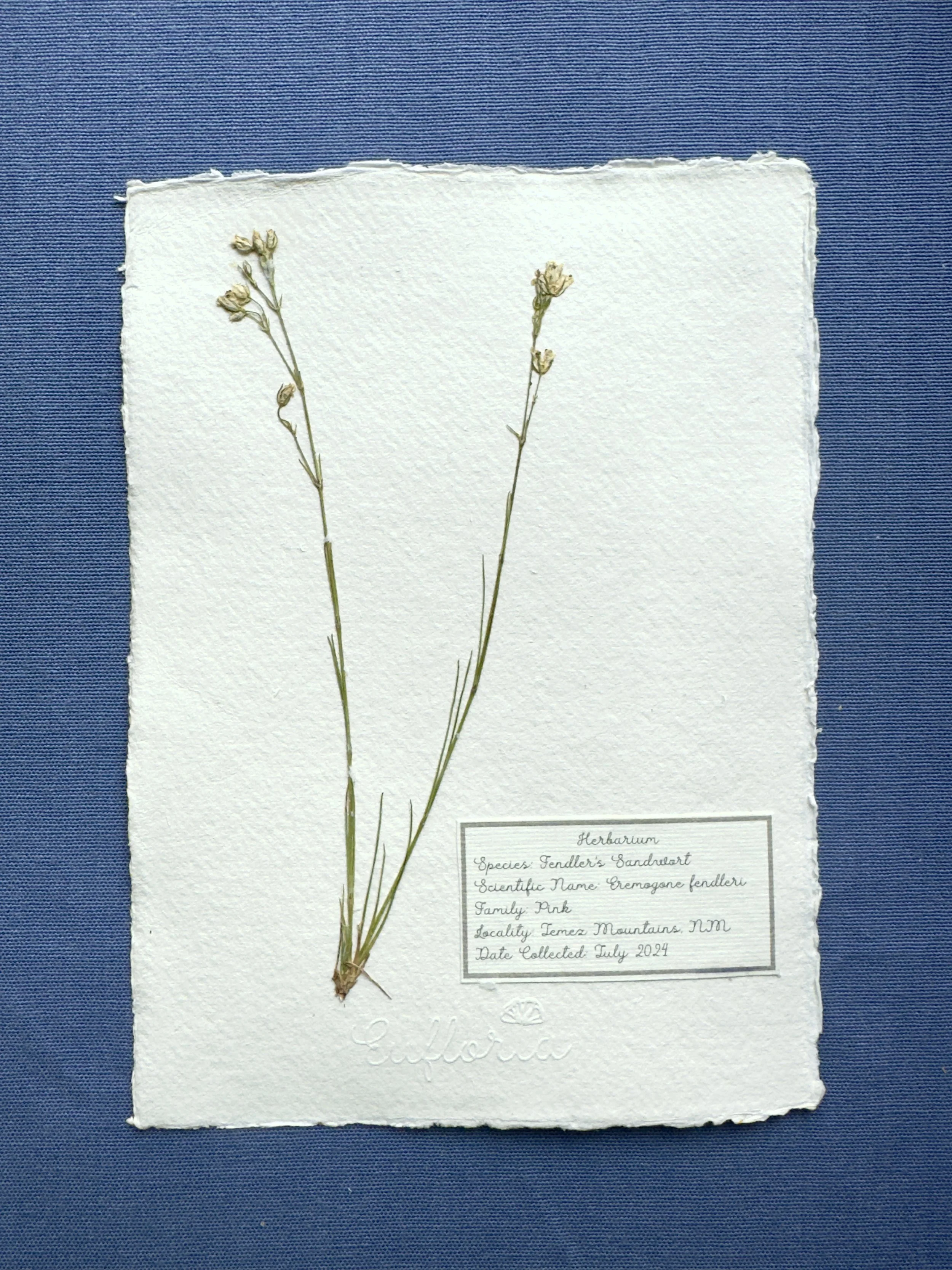 Fendlers Sandwort_A4.jpg