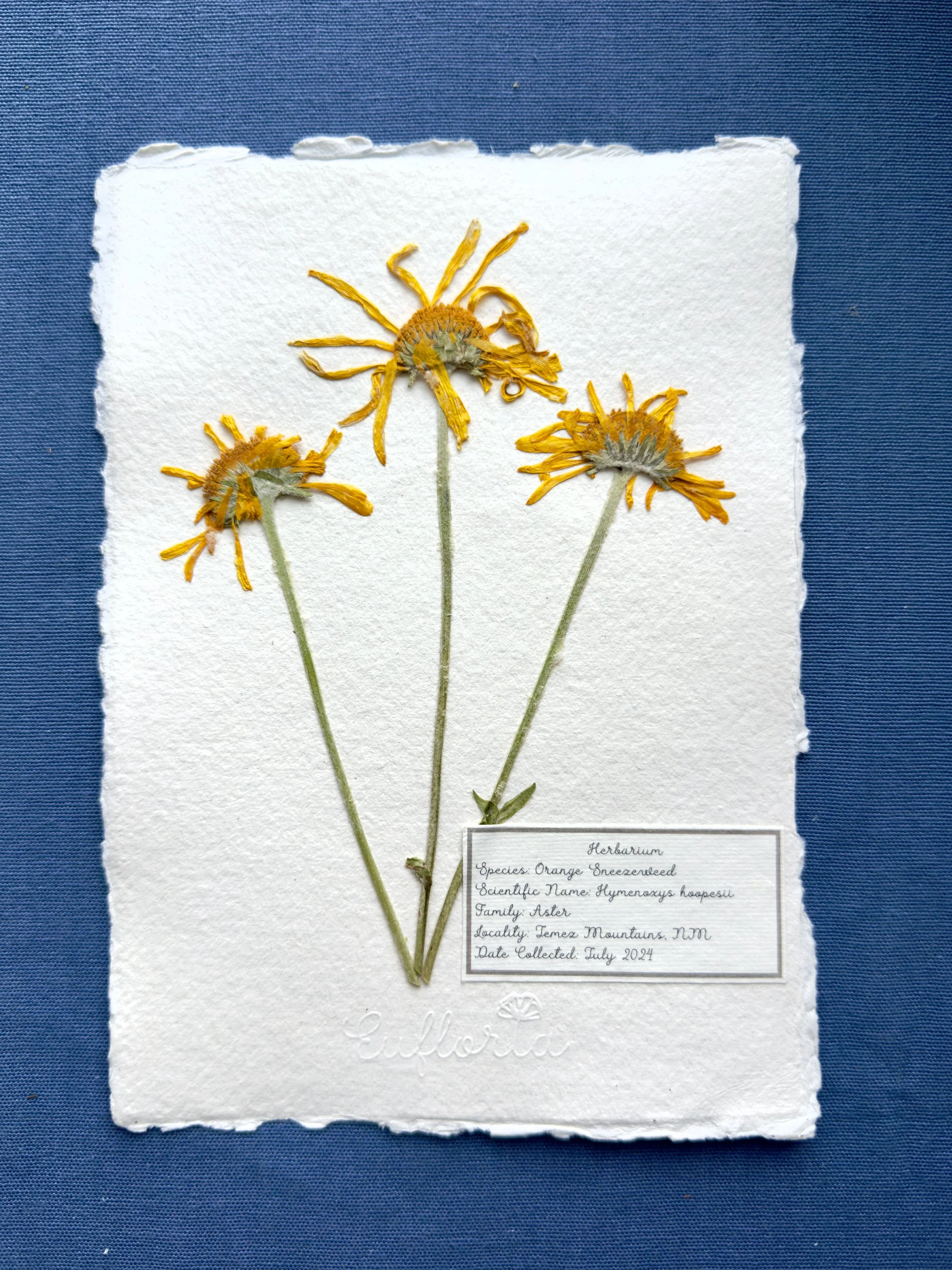 Sneezeweed_A5.jpg
