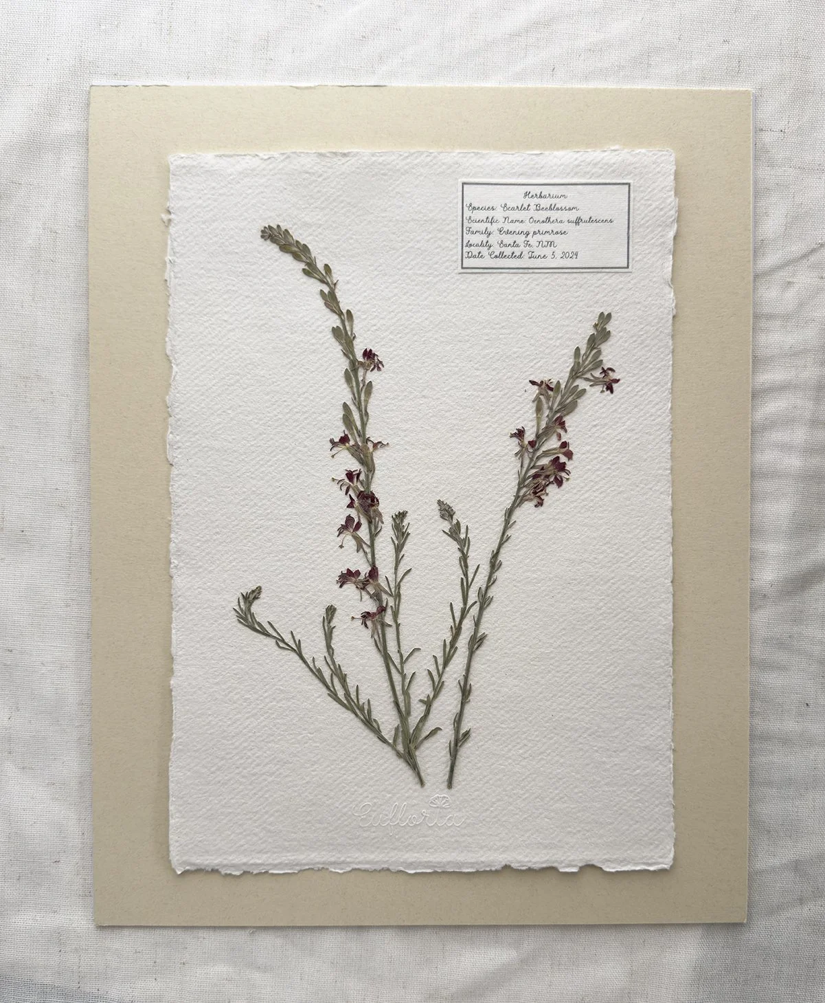 Scarlet Beeblossom copy.jpg