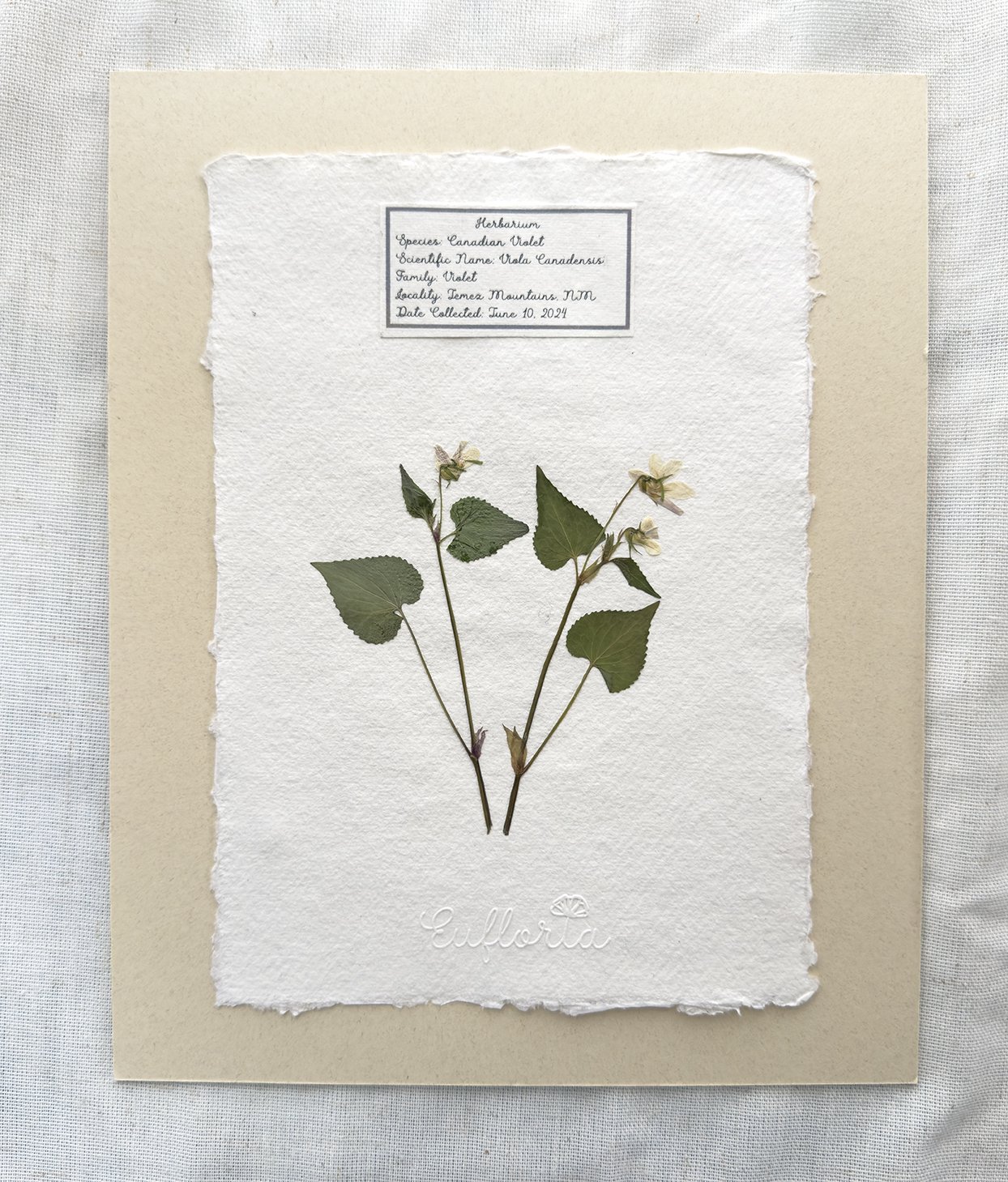 Canadian violet matted-small format.jpg
