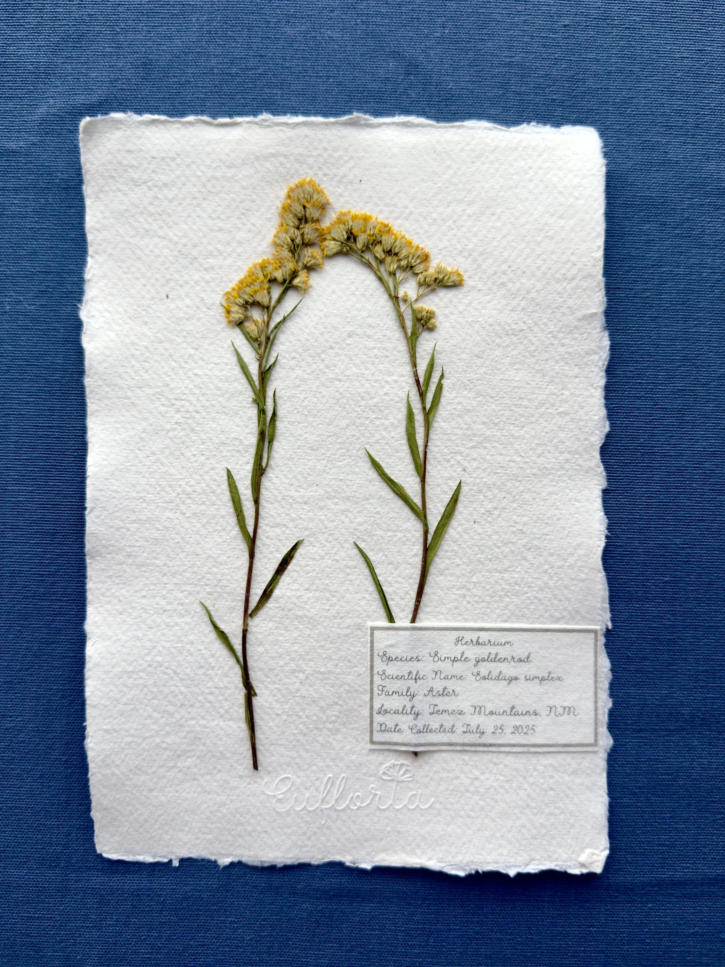 Solidago Simplex A5.jpg