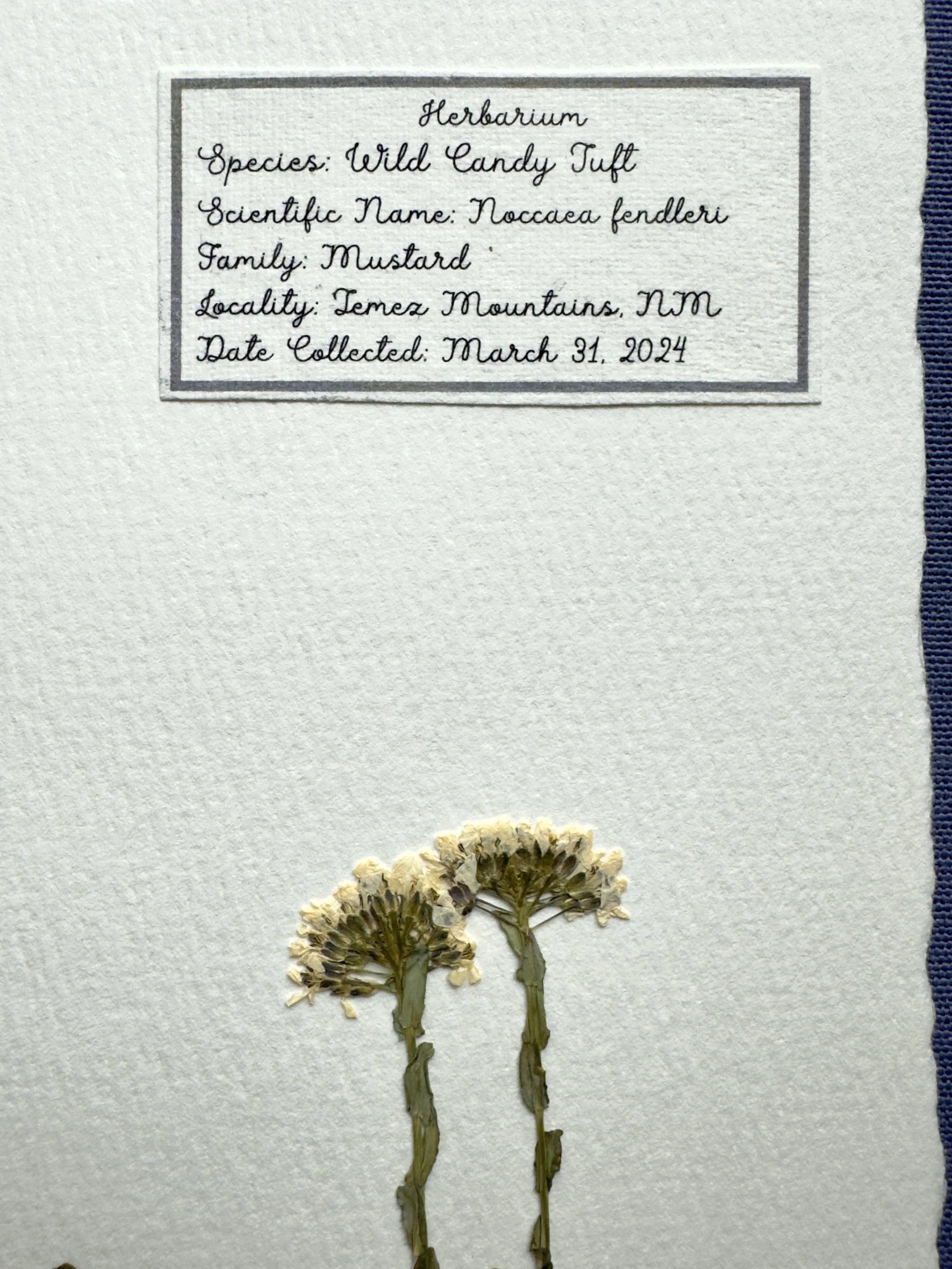 Candy Tuft label.jpg