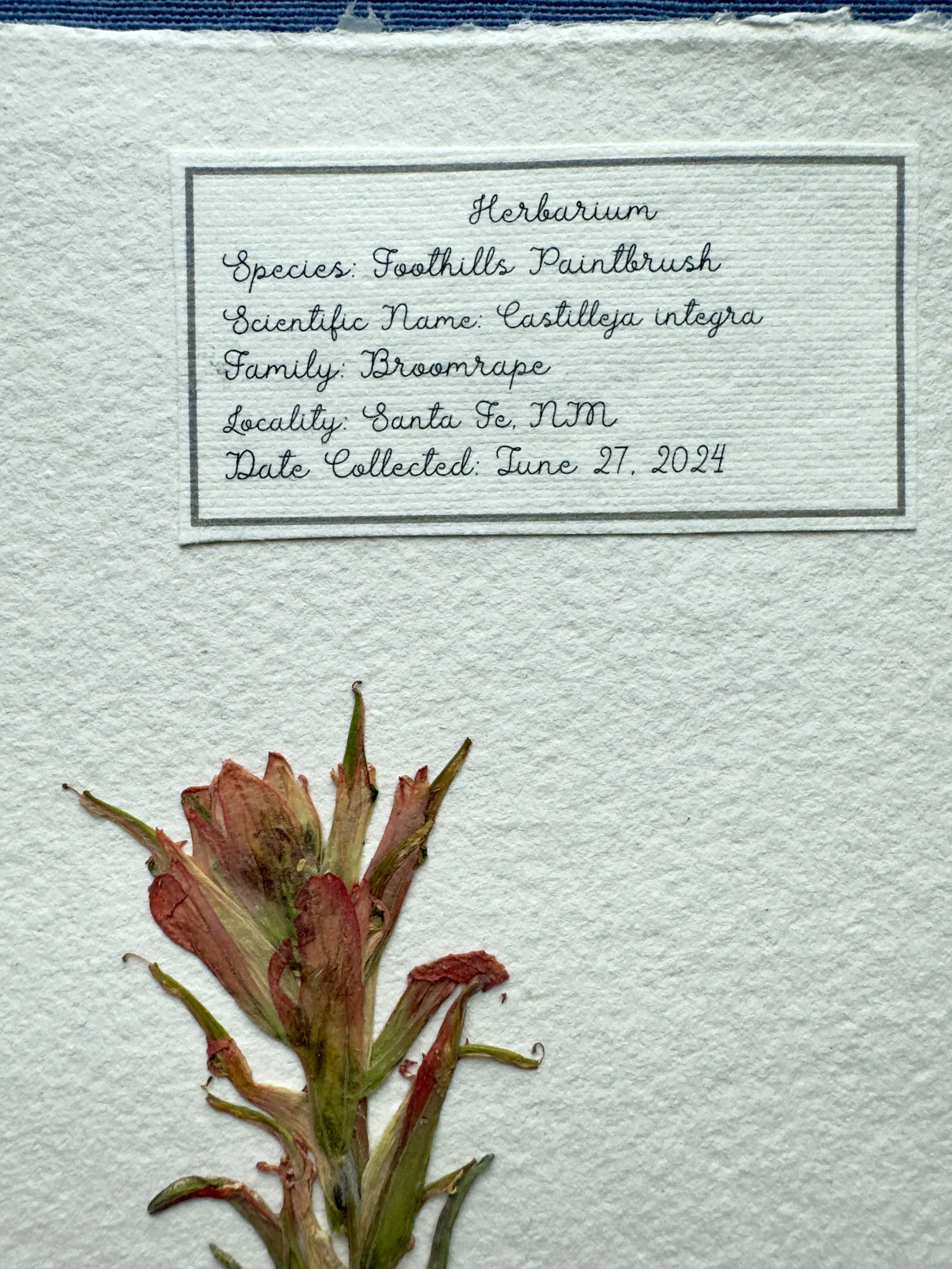 Foothills paintbrush label.jpg