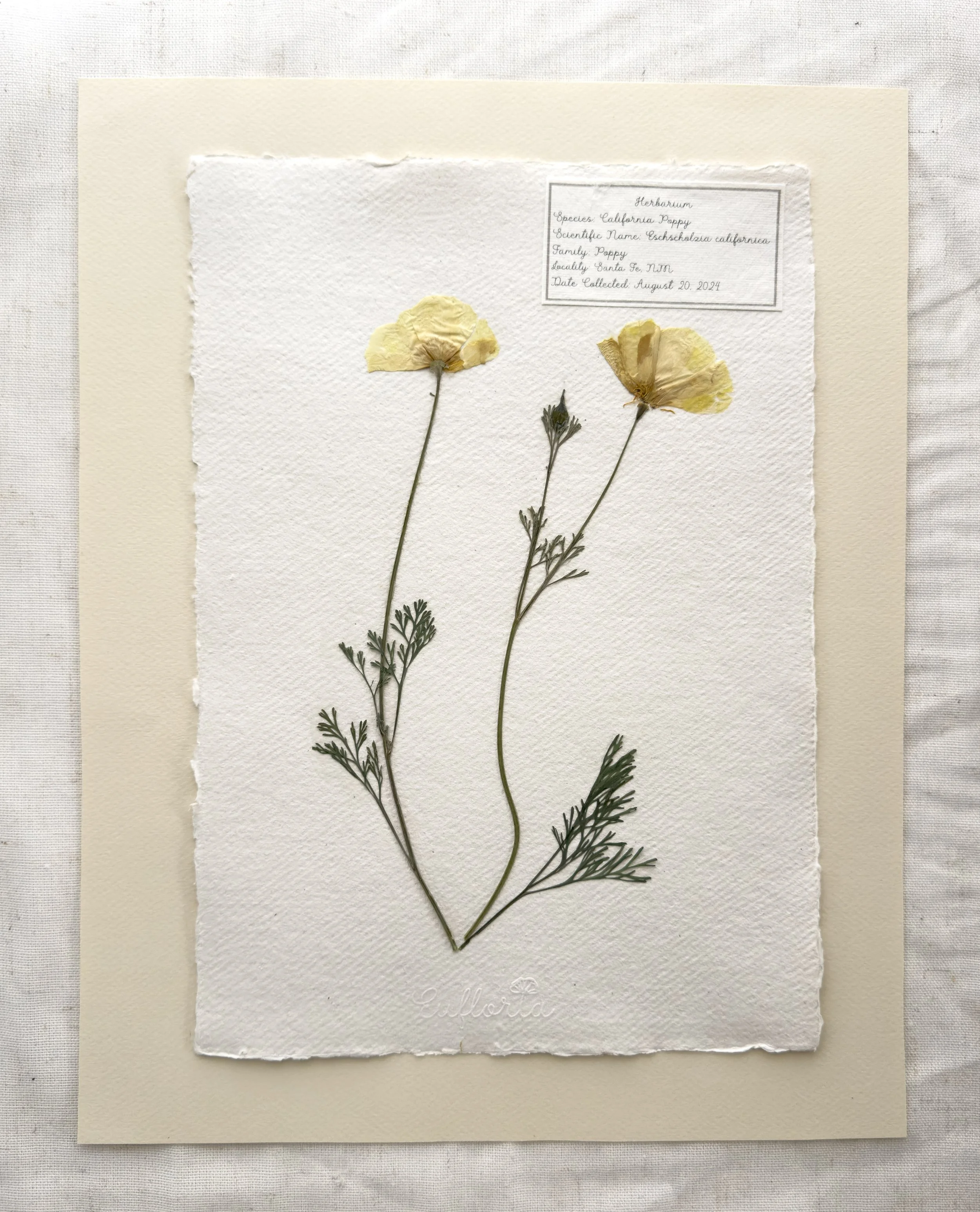 CA Poppy Matted_Med copy.jpg