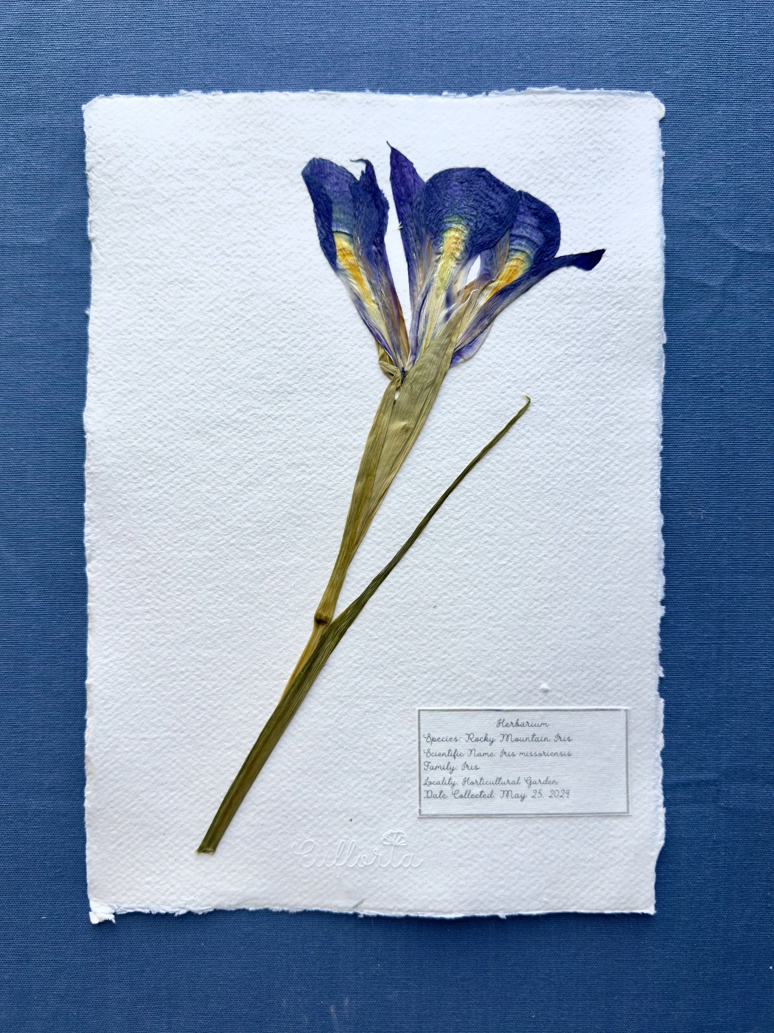 Iris_Garden_A4.jpg