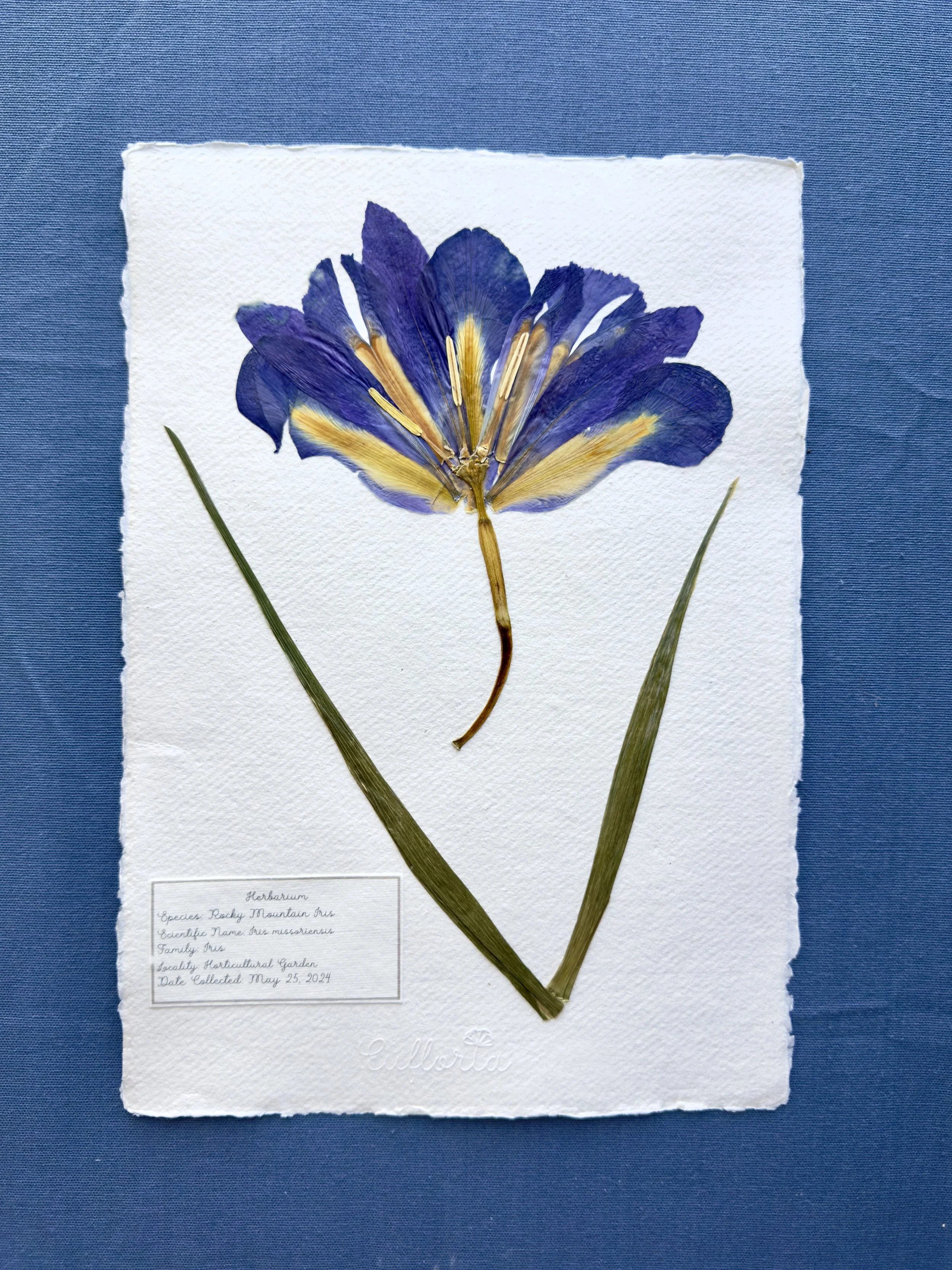 Iris_Garden_A4-2.jpg