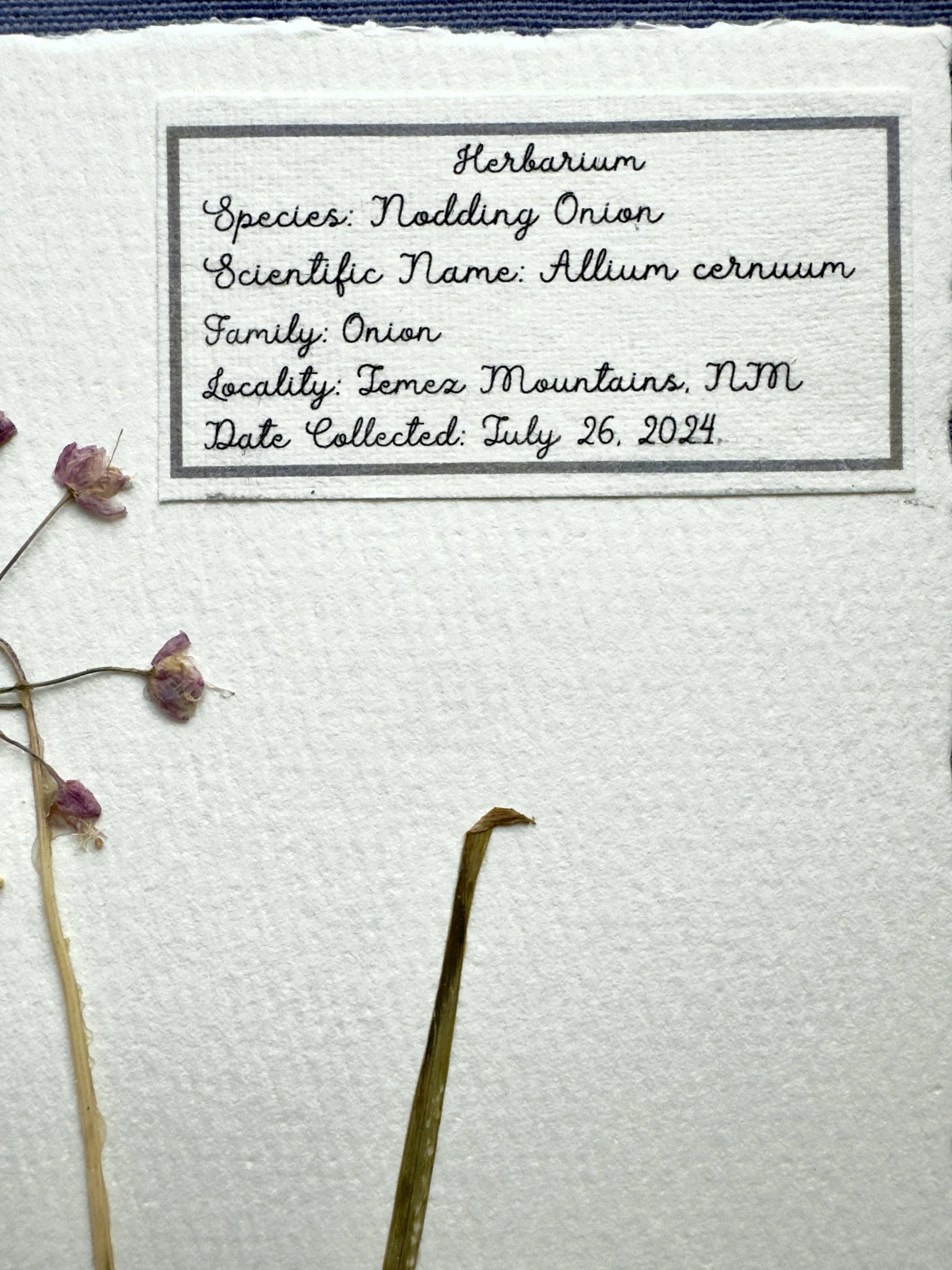 Nodding Onion label.jpg