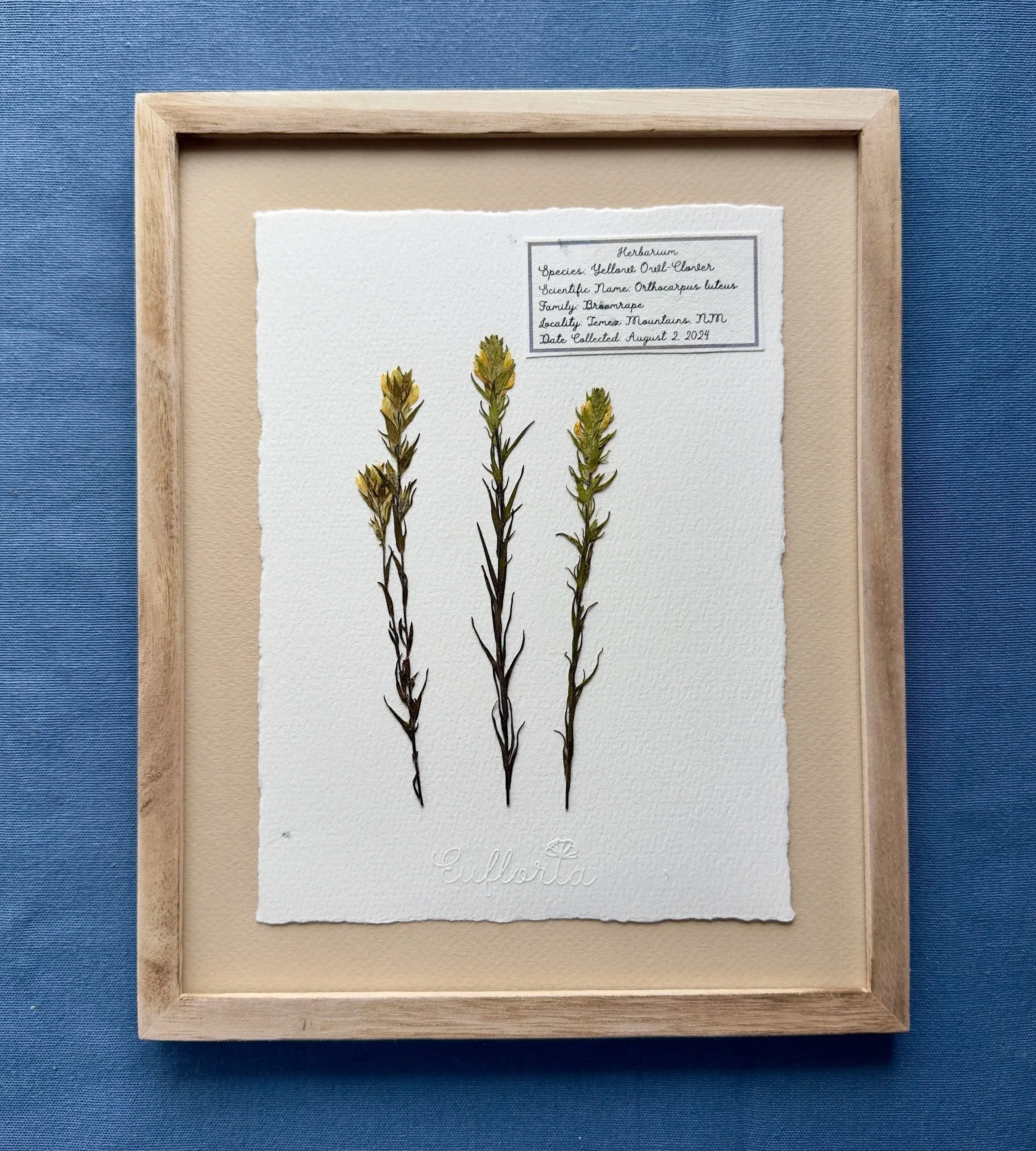 Flower Study - Yellow Owl Clover