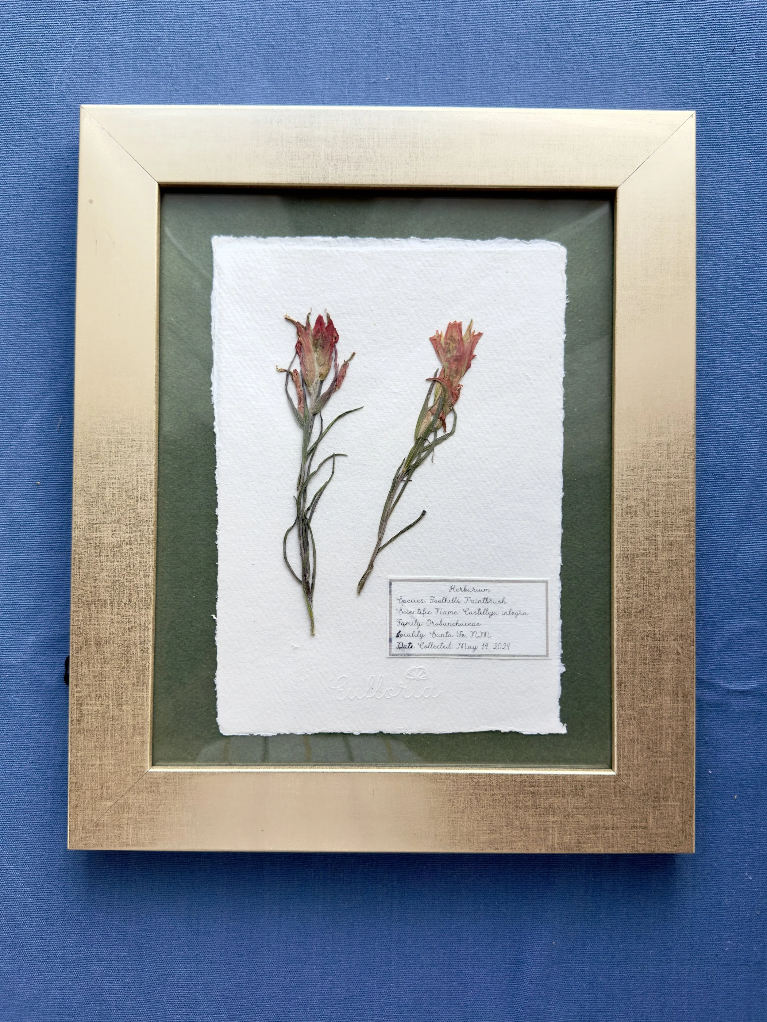 Foothills paintbrush_double.jpg