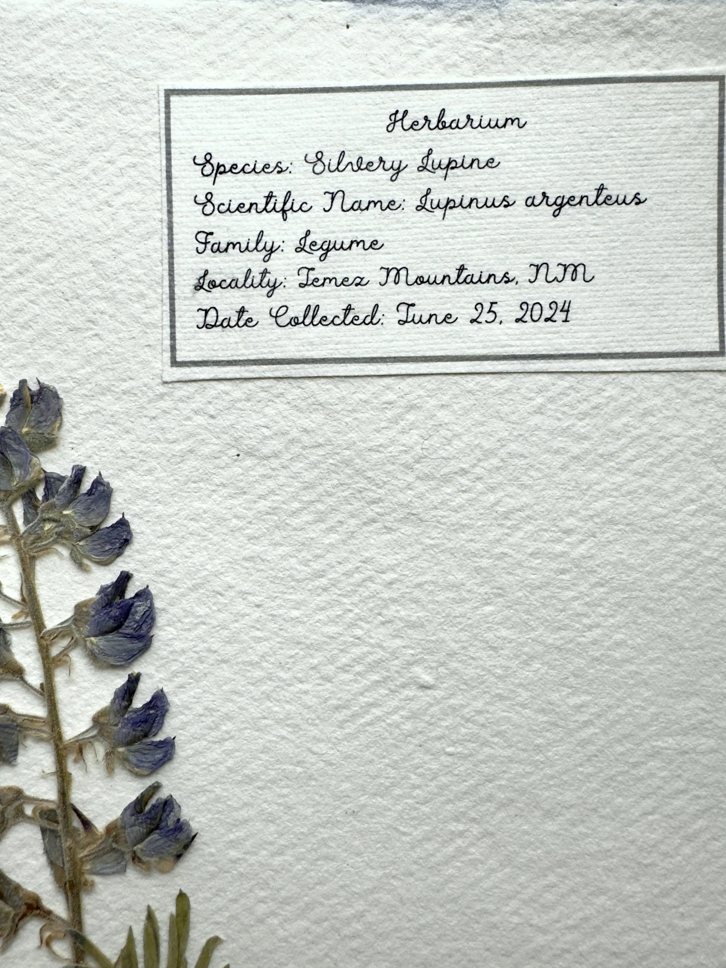 Silvery Lupine label.jpg