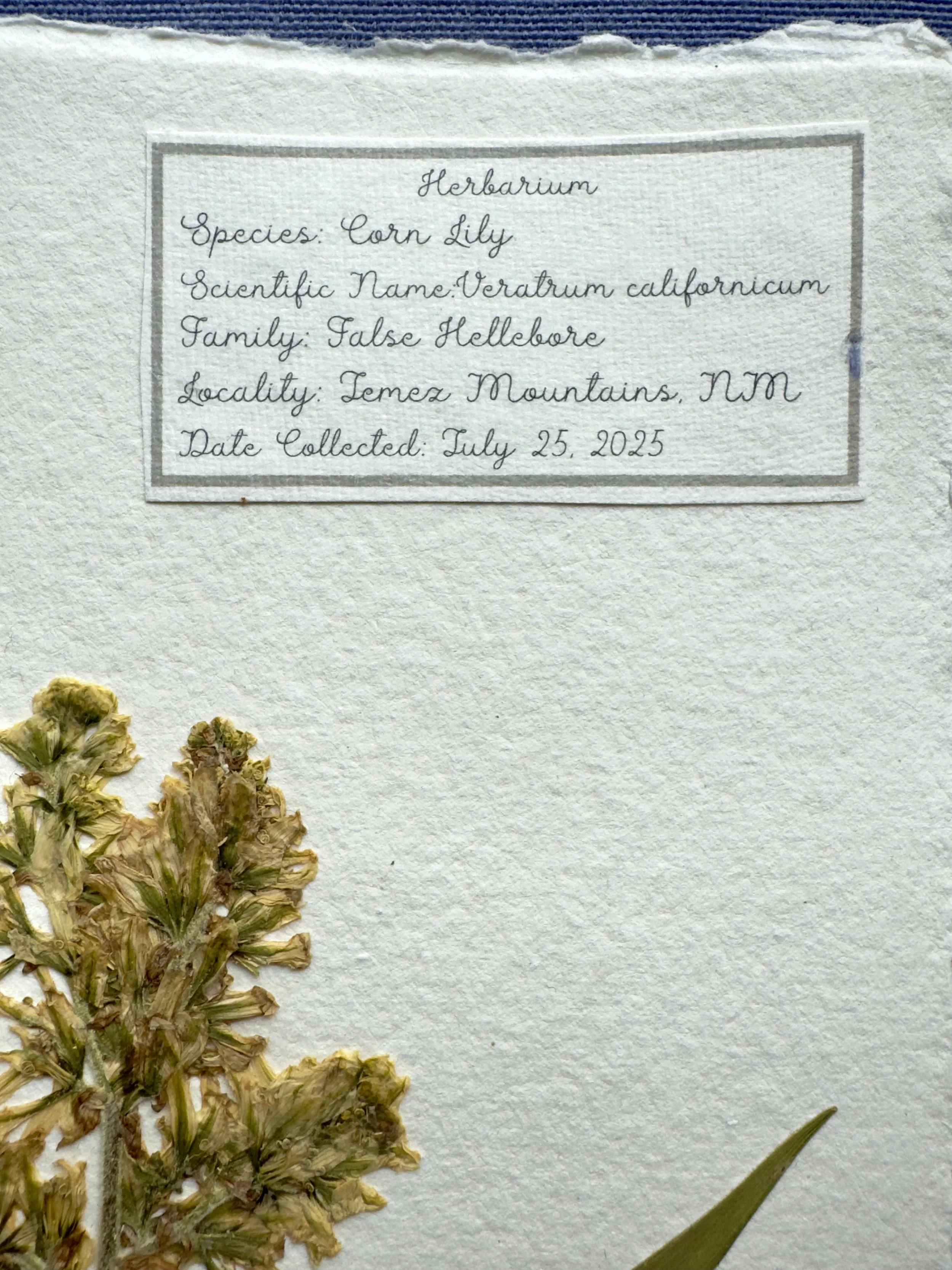 Corn lily label.jpg