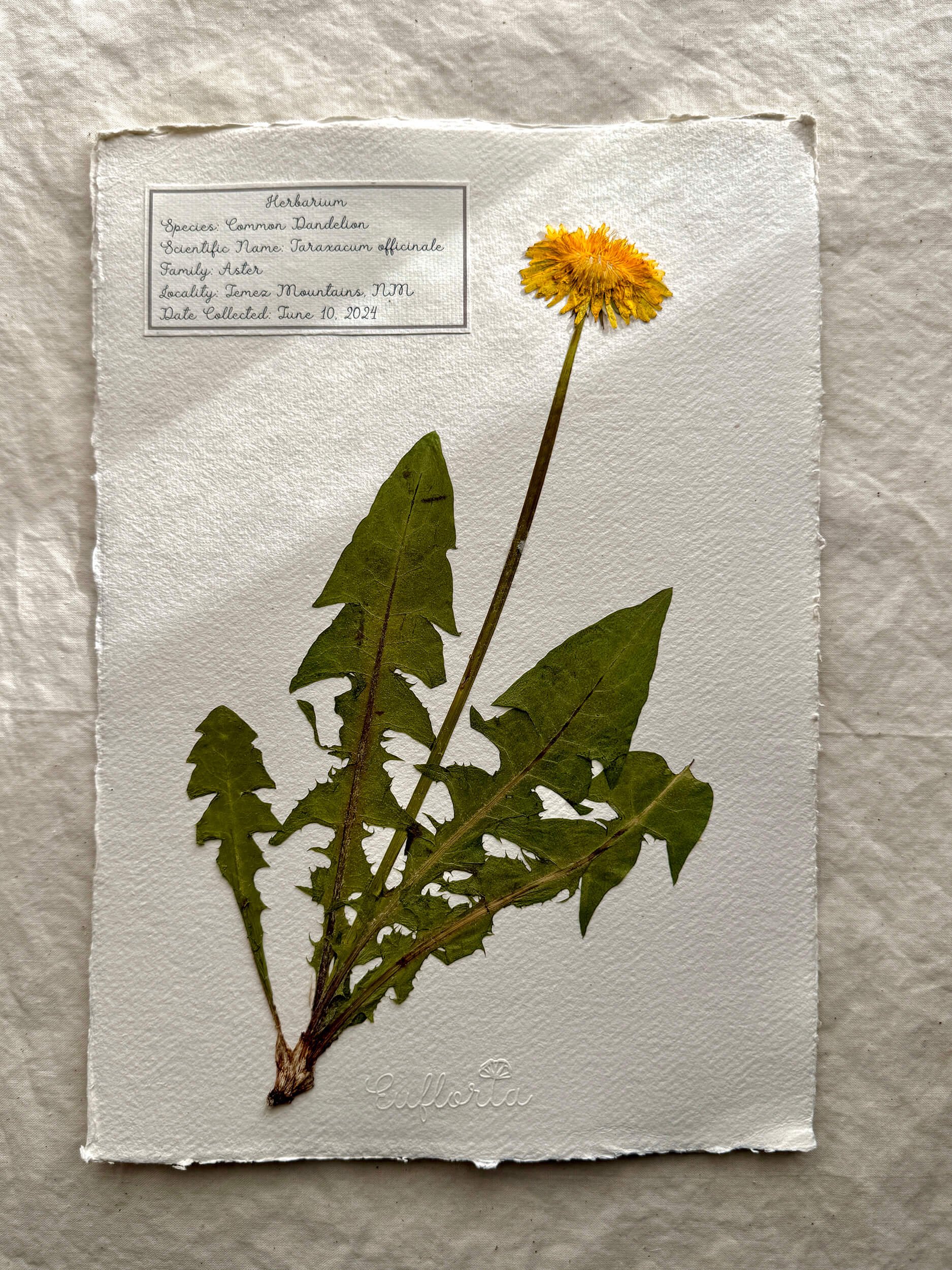 Common dandelion herbaria sheet_sm.jpg