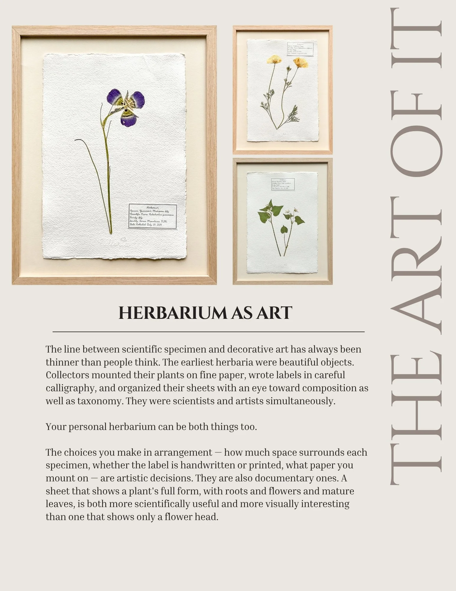Guide page showing three framed pressed specimens on handmade paper — a purple mariposa lily and two smaller botanical pieces.