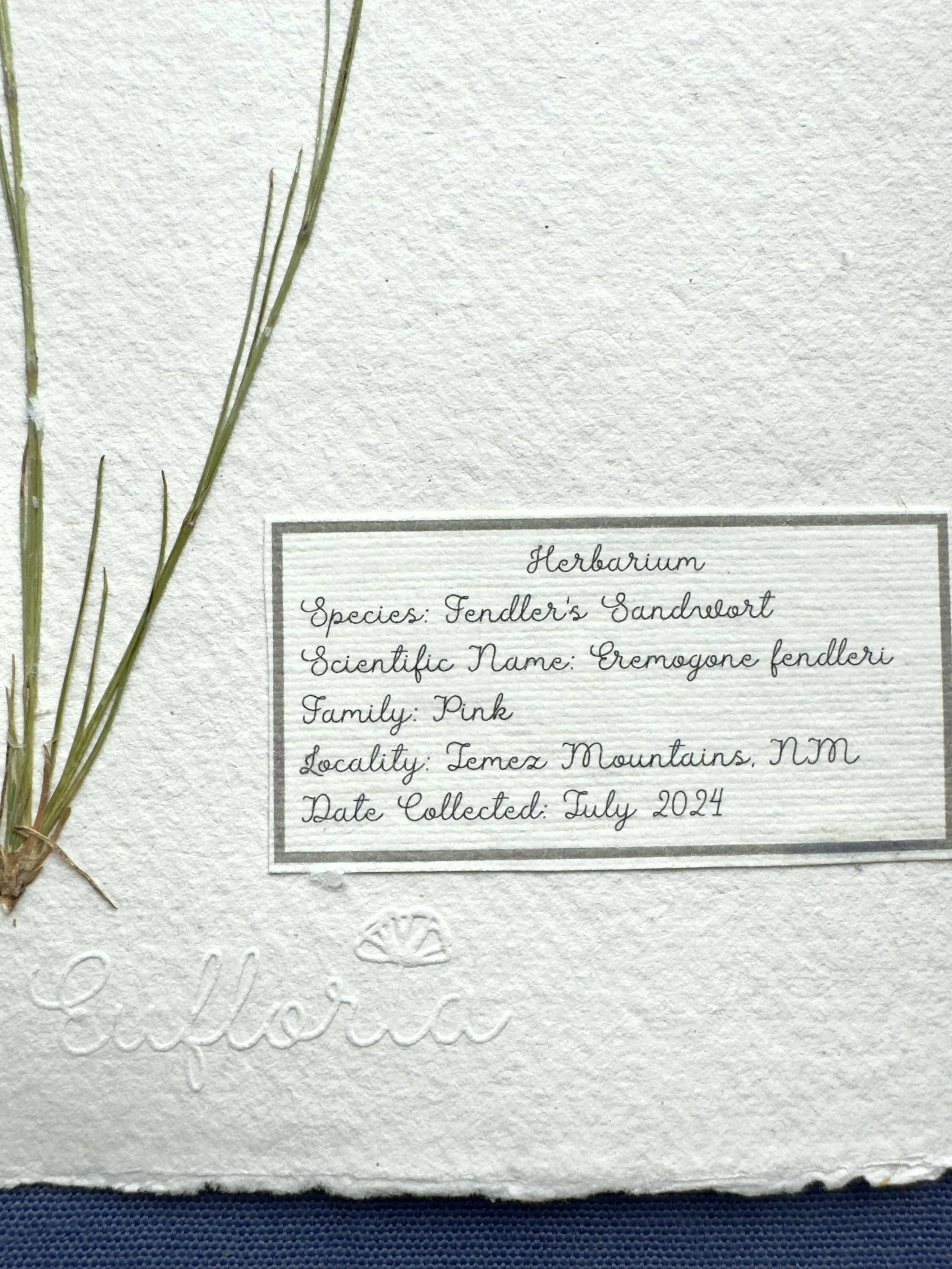 Fendlers Sandwort label.jpg