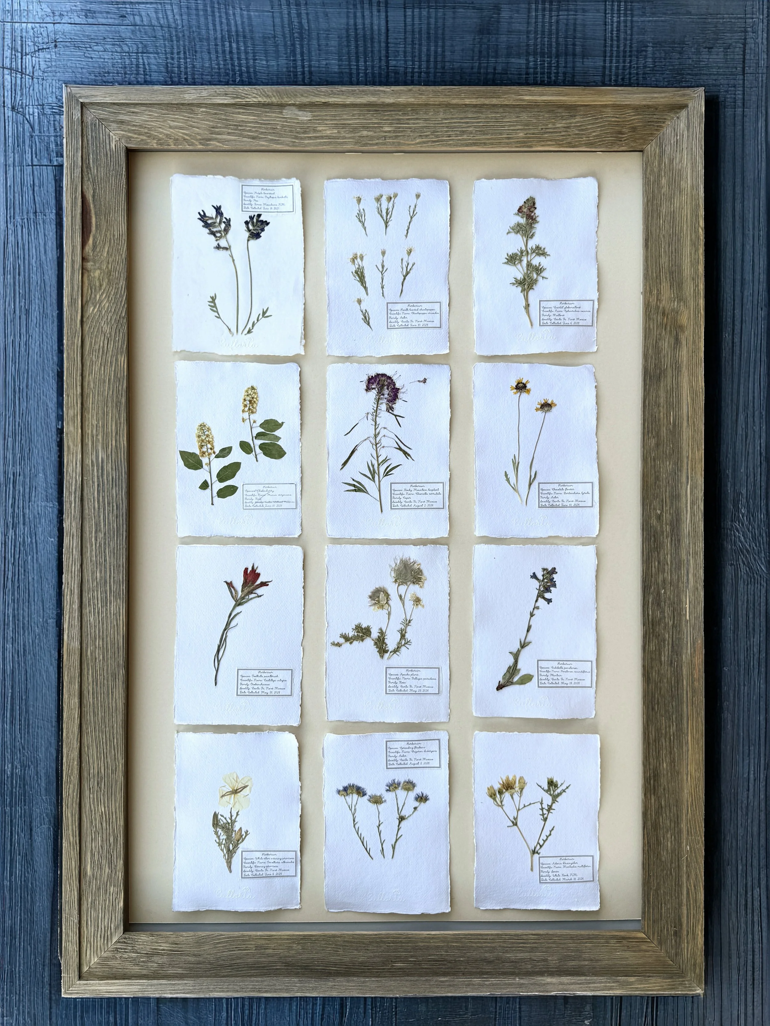 Herbaria: Wildflowers of Santa Fe.
(12) A5-size Botanical Sheets.
Wheat mat board.
Available.
$1200