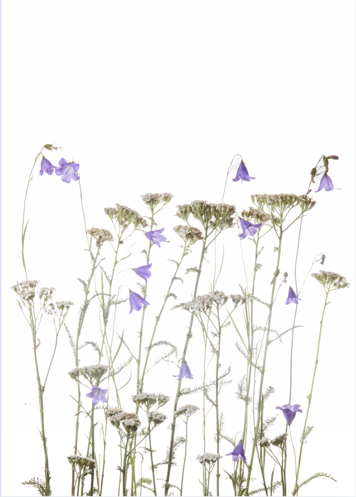 Natural Companions_Aug_front.png