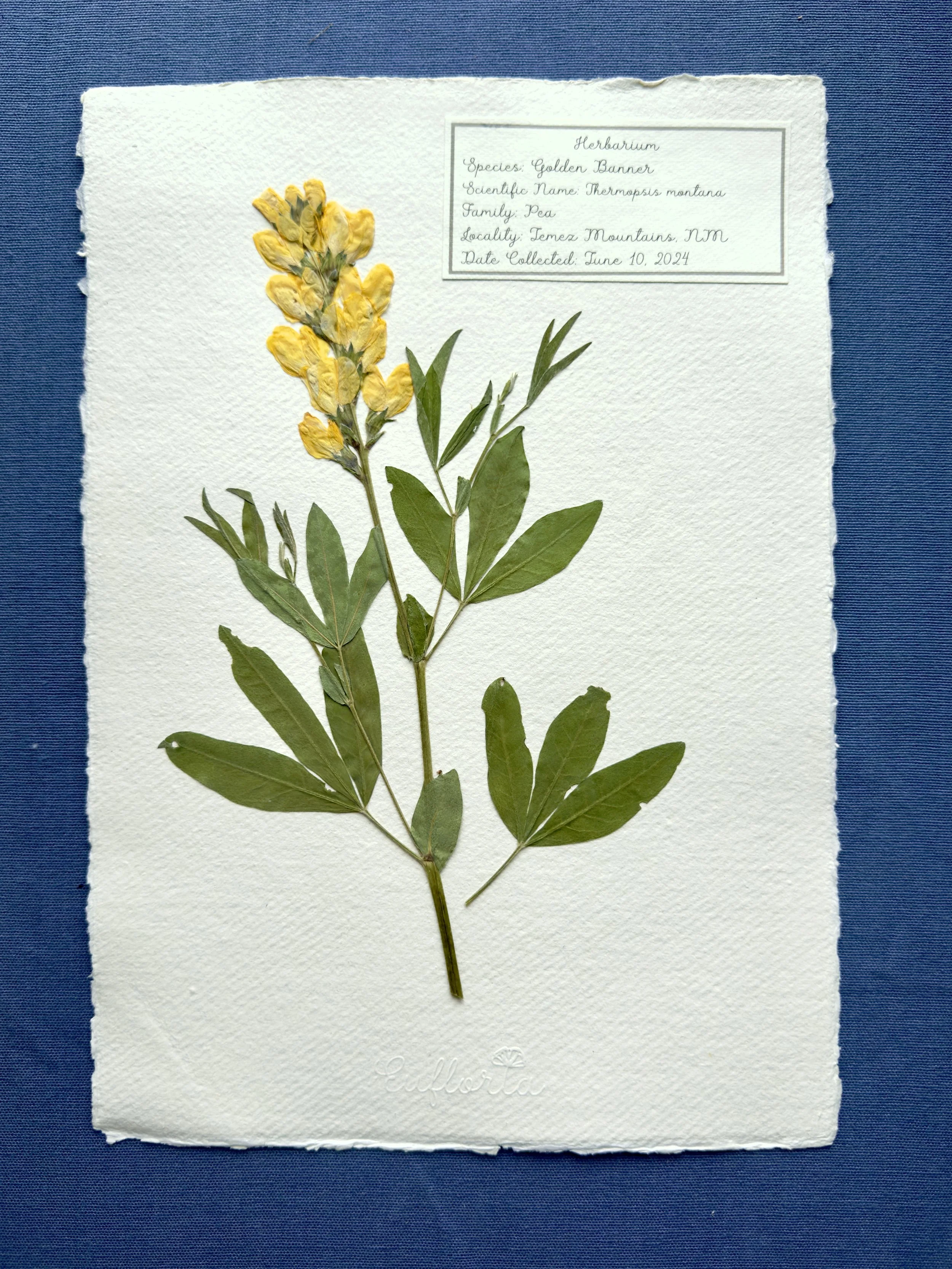 Golden Banner 2.jpg