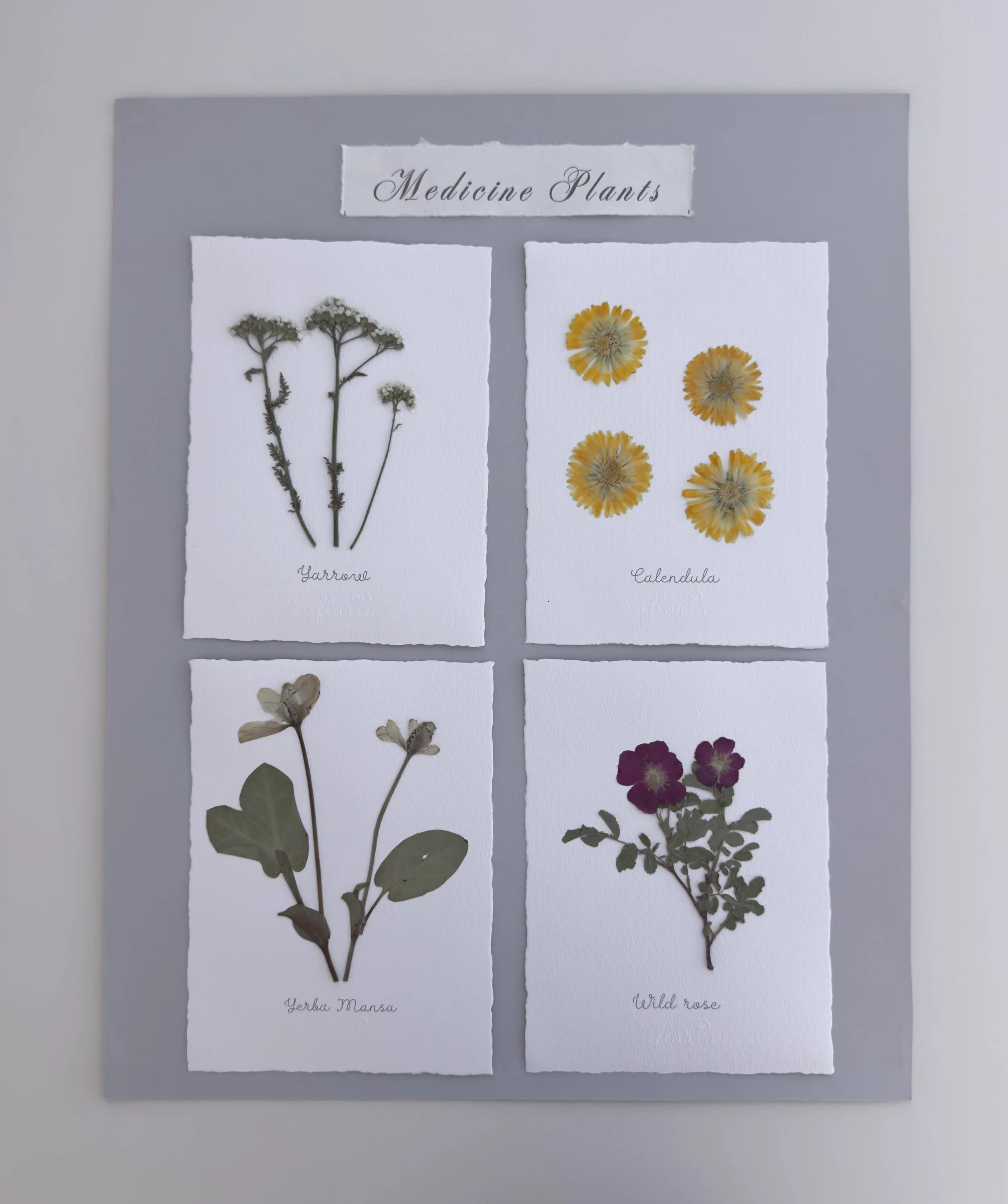 Medicine Plants Botanical Study Set II
