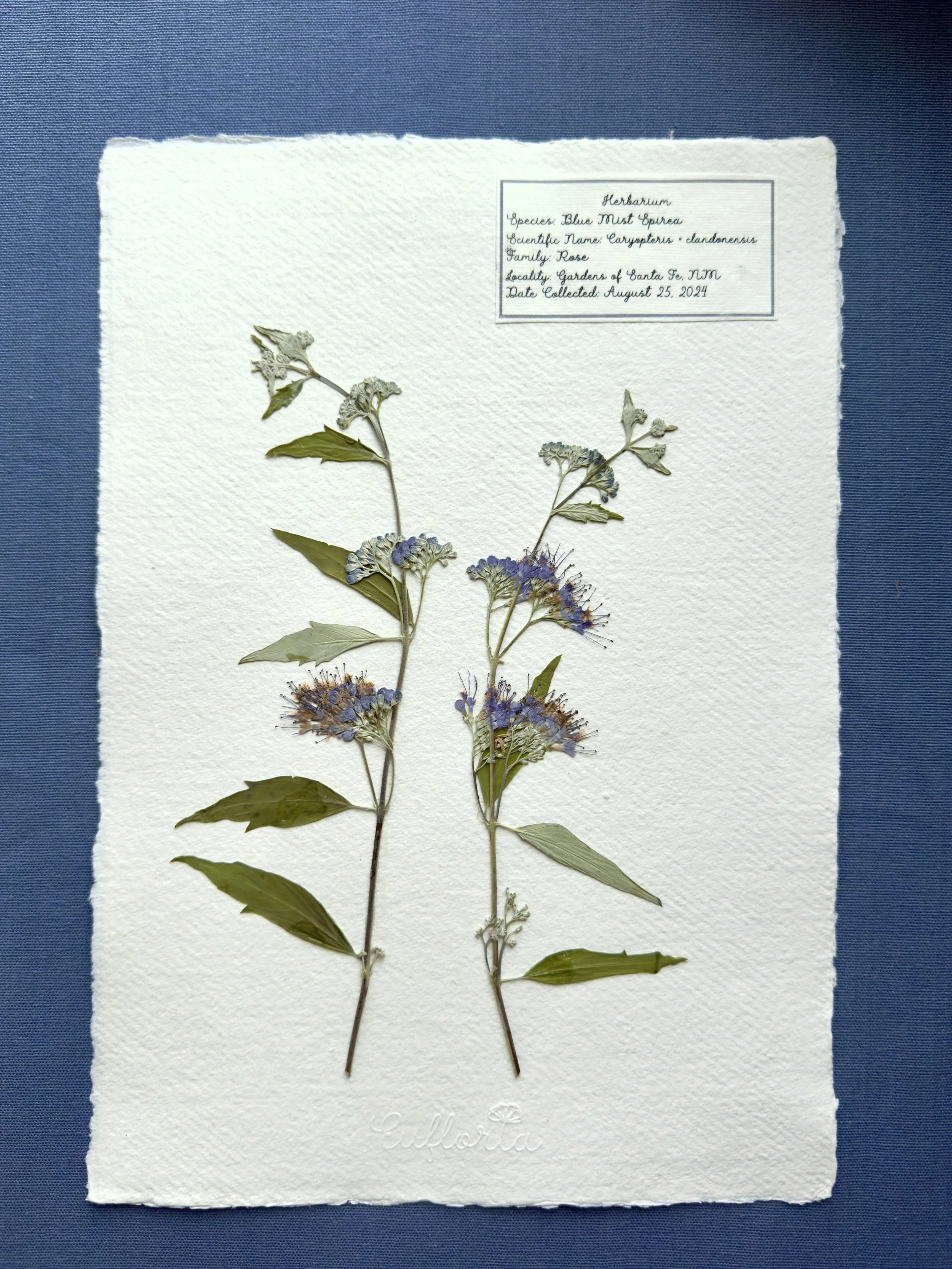 Blue Mist Spirea_A4.jpg