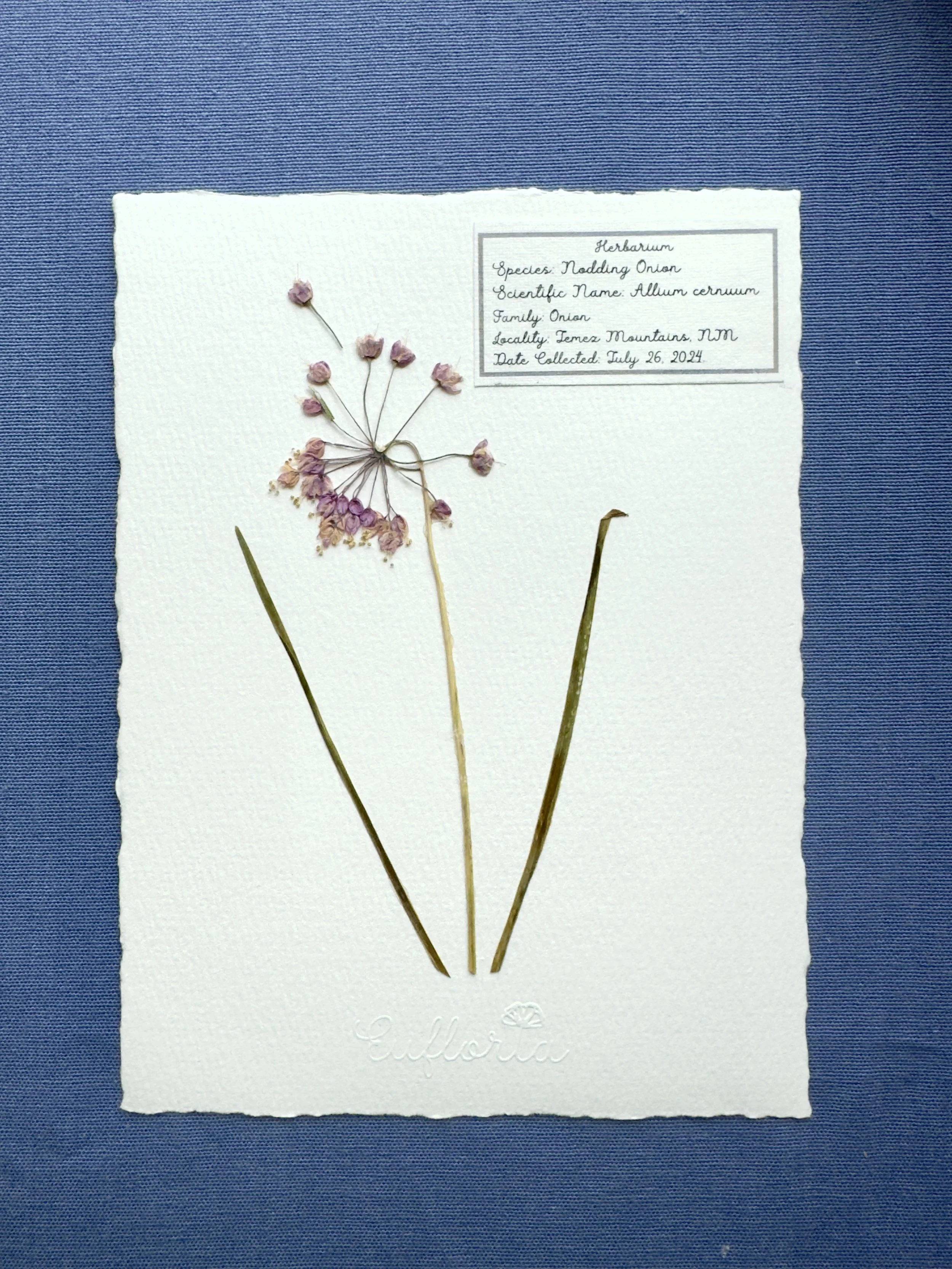 Nodding Onion_A5.jpg