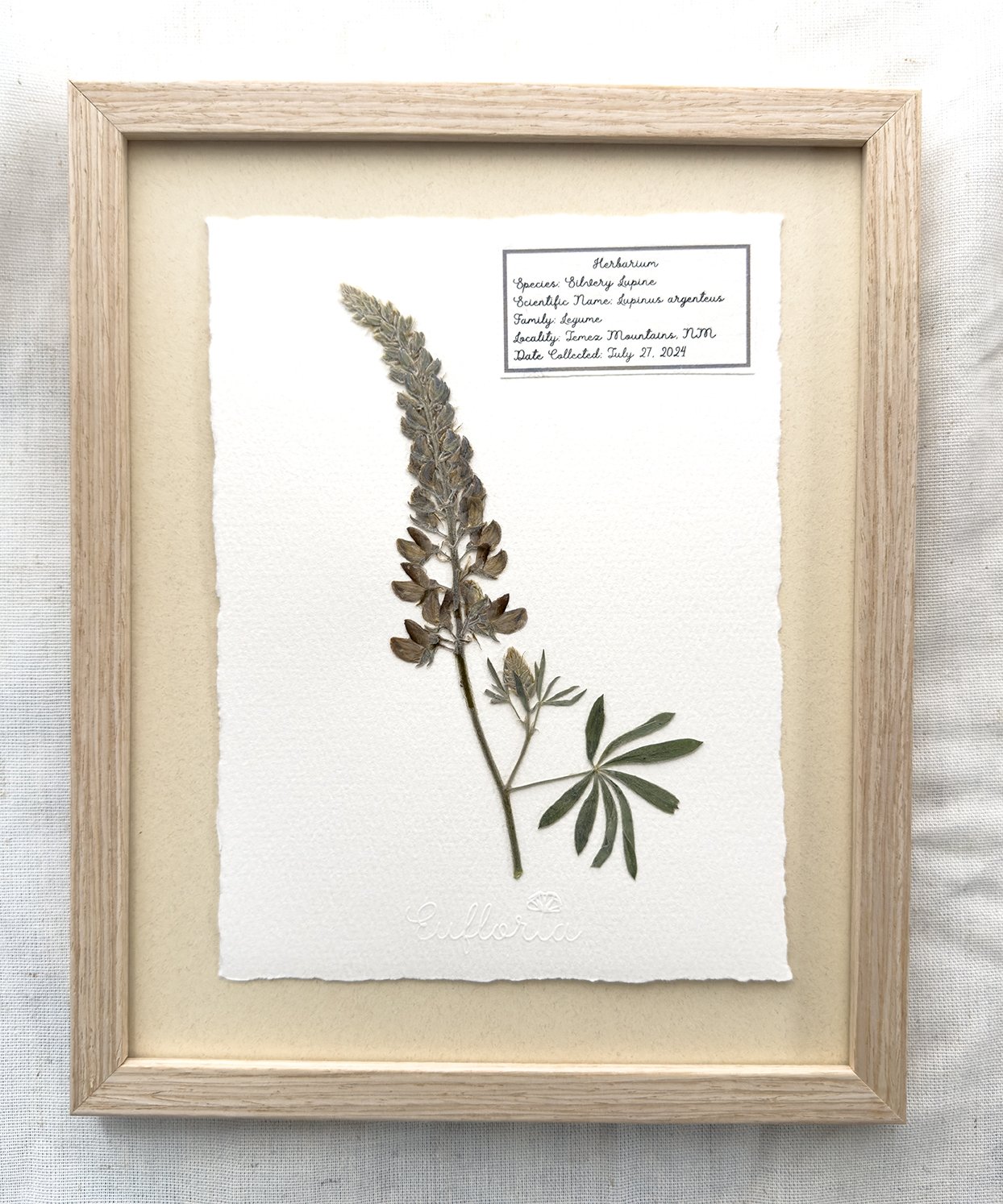 Silvery Lupine (Lupinus argentus)