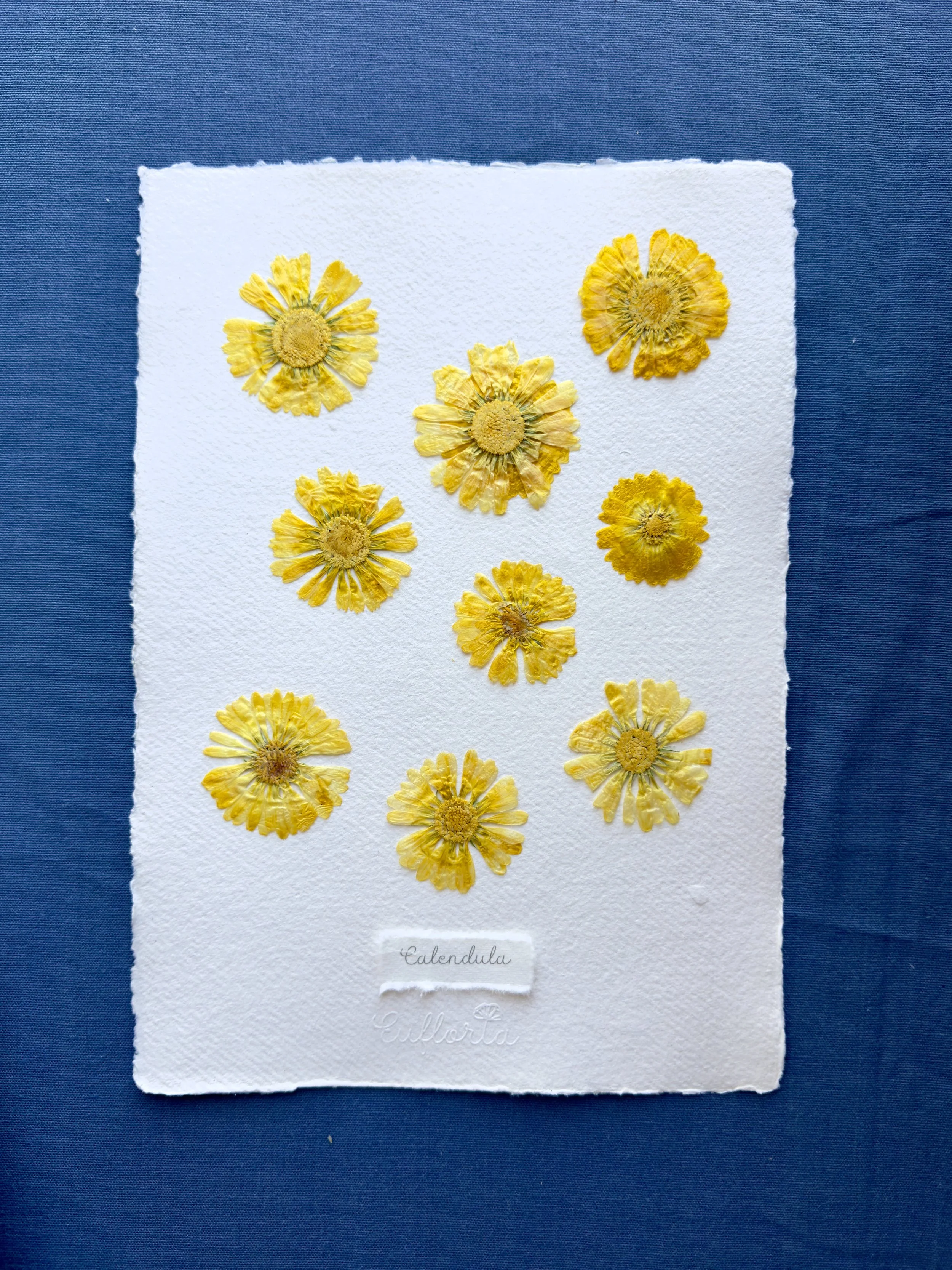 Calendula officinalis_medicine plant.jpg