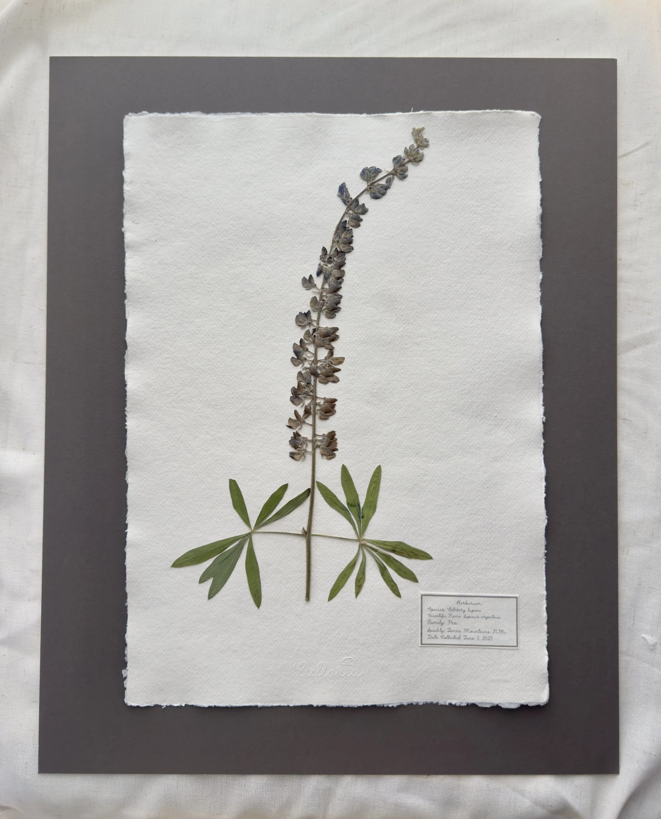 Silvery Lupine (Lupinus argentus)