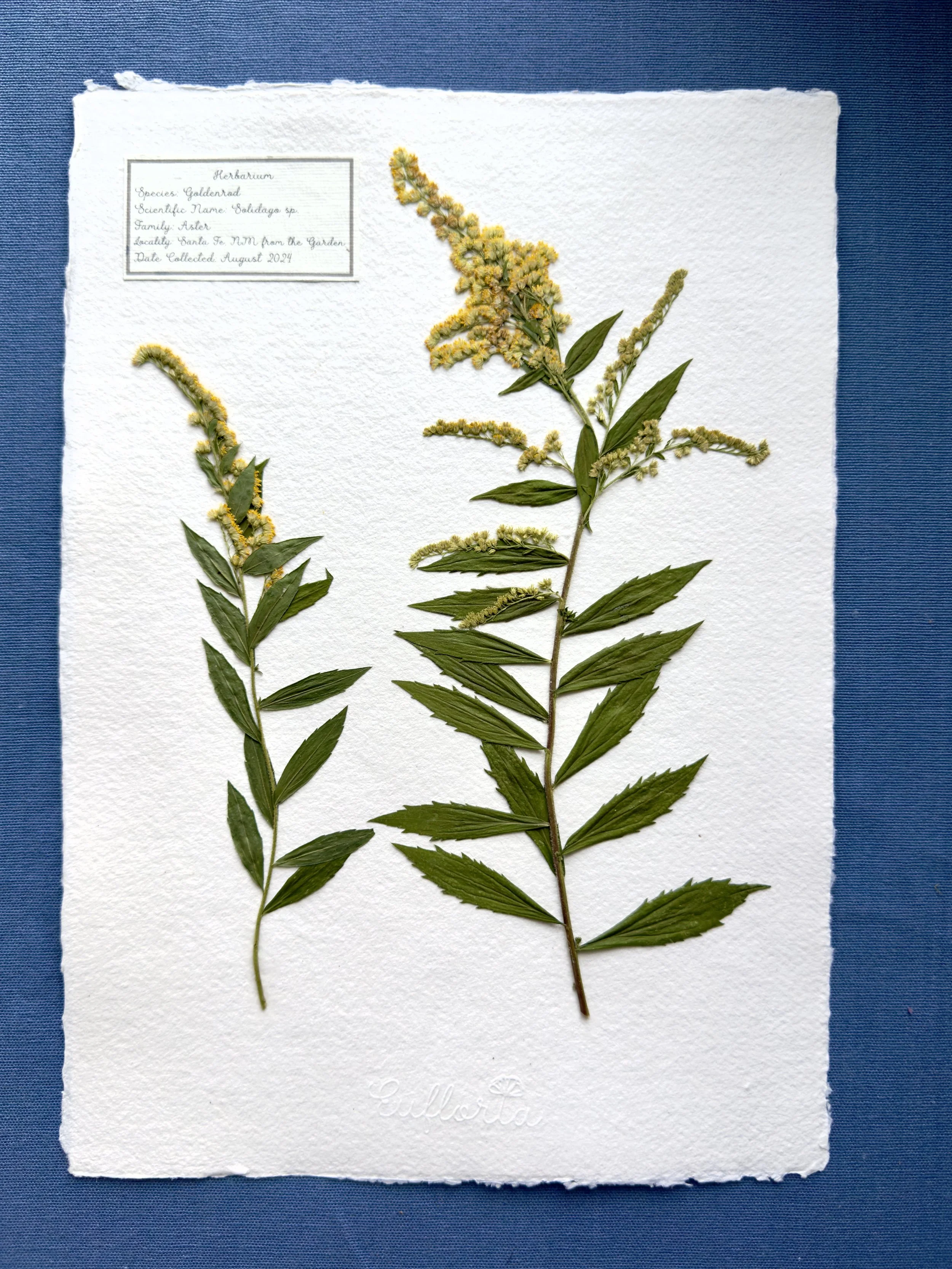 Goldenrod_A4.jpg