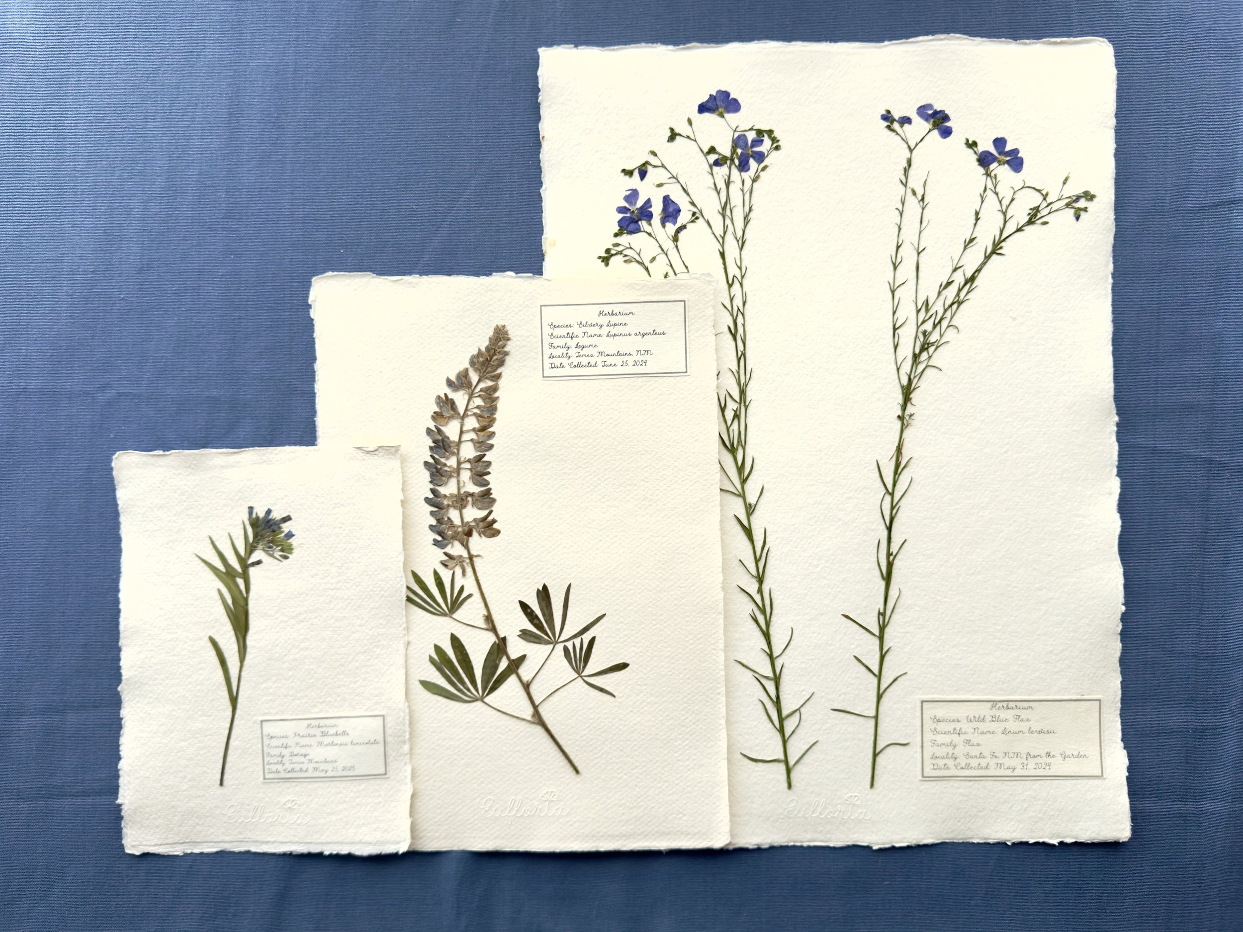 Three pressed flowers on white textured paper with cursive labels.