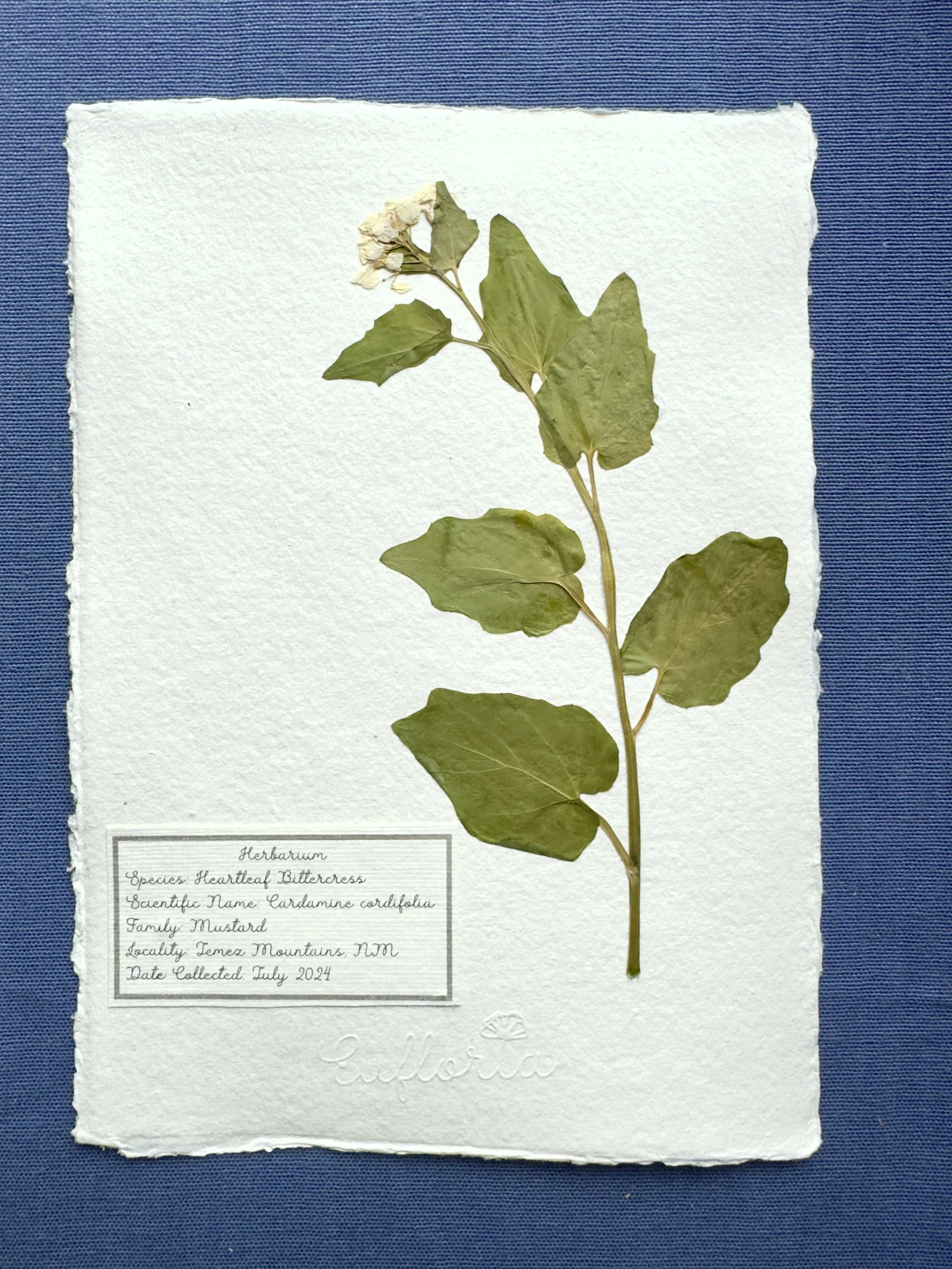 Heartleaf Bittercress_A5.jpg