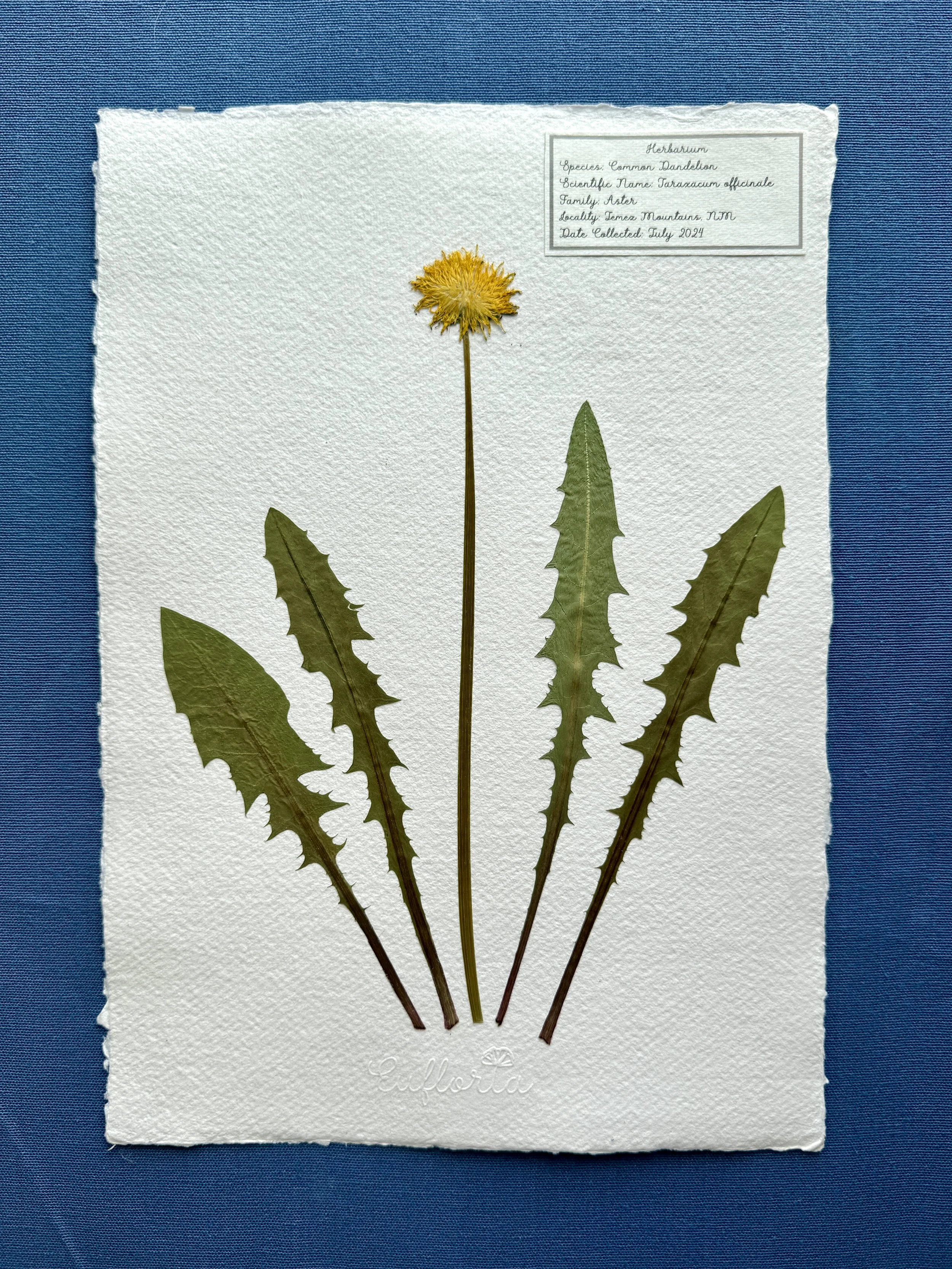 Dandelion.jpg