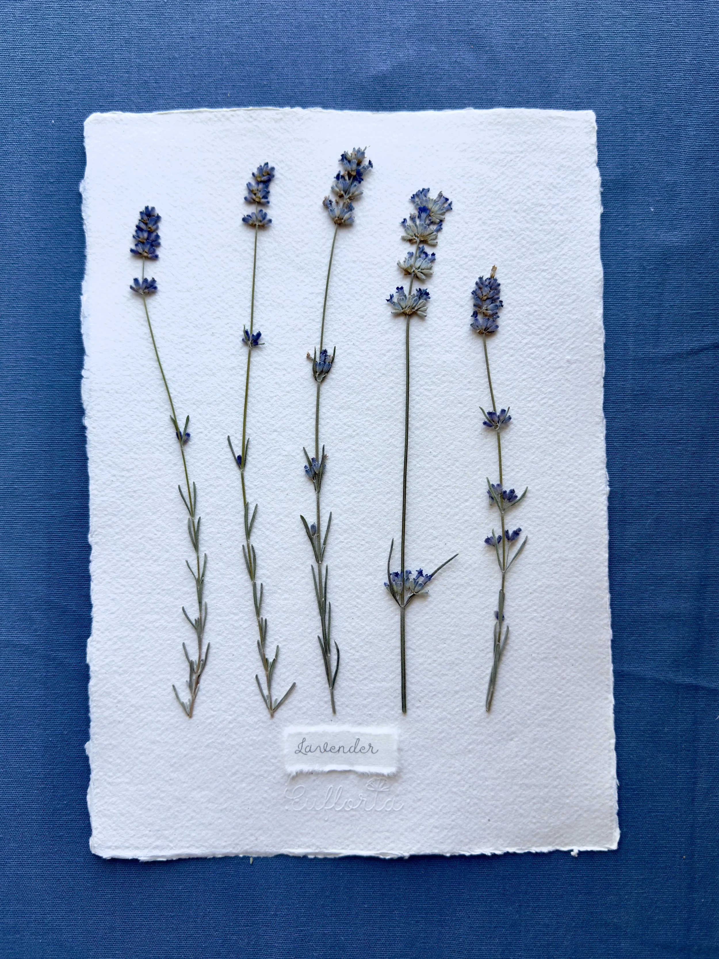 Lavender A4 - 2.jpg
