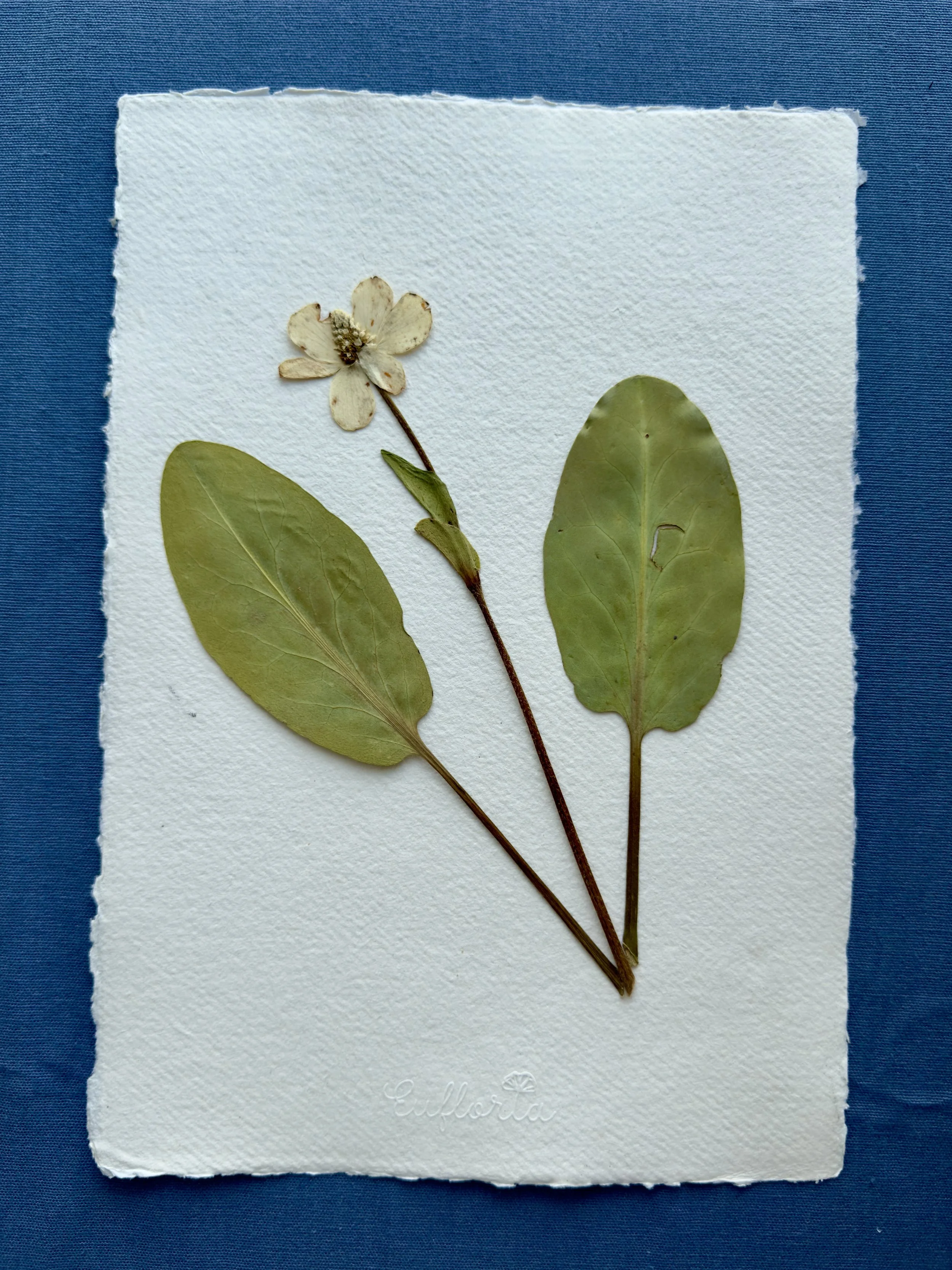 Yerba Mansa_A4.jpg