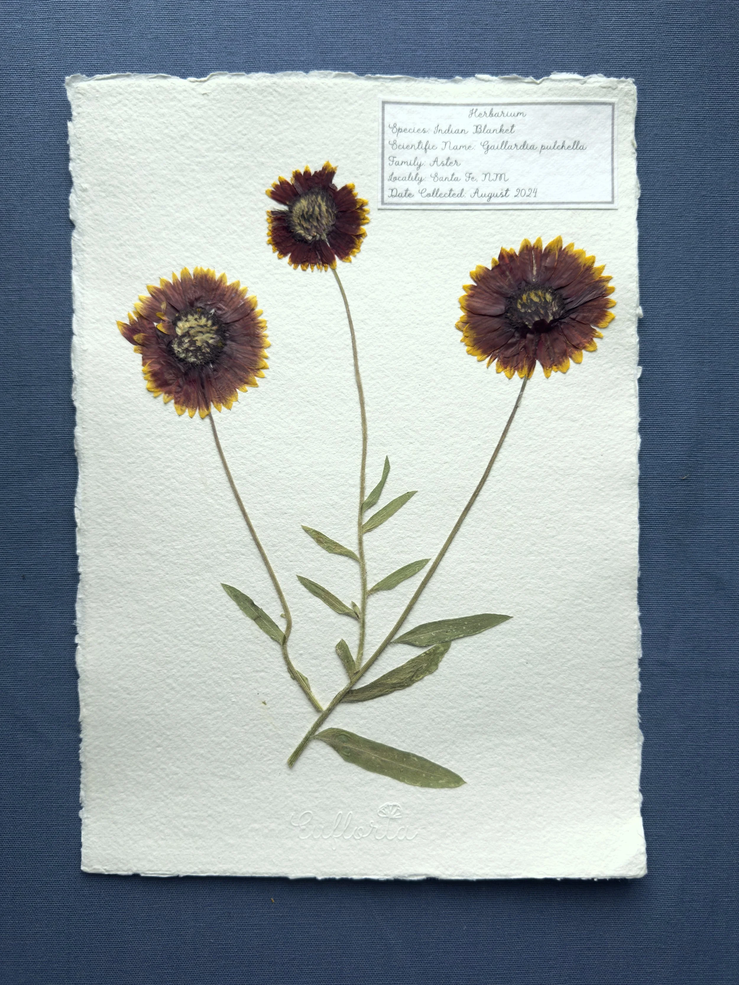 Indian Blanketflower A4.jpg
