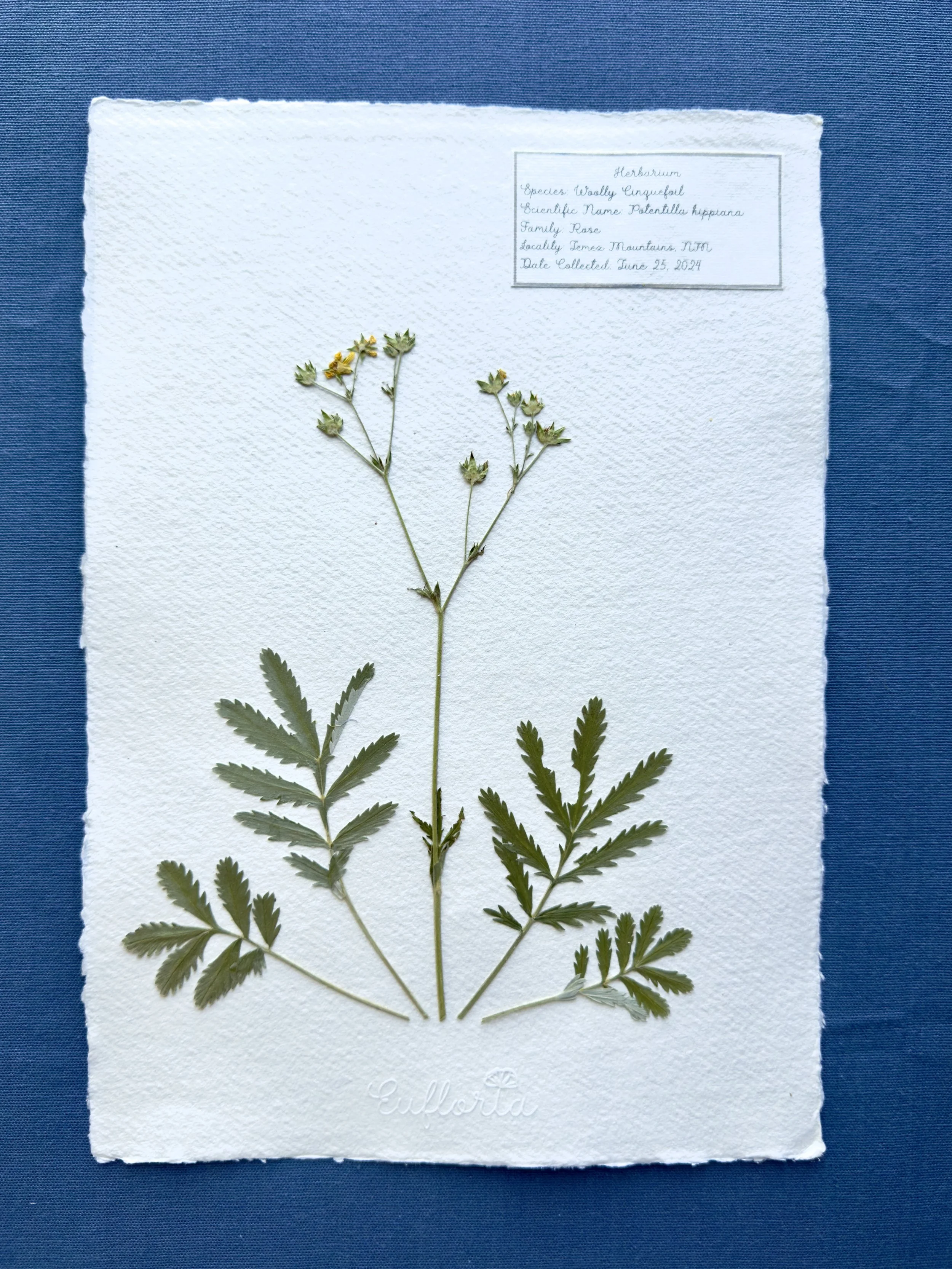 Cinquefoil_Woolly_A4.jpg