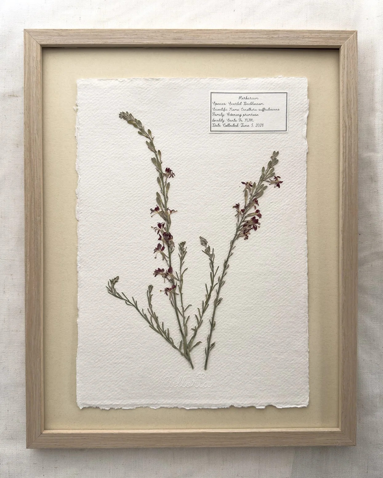 Scarlet Beeblossom (Oenothera suffrutescens)