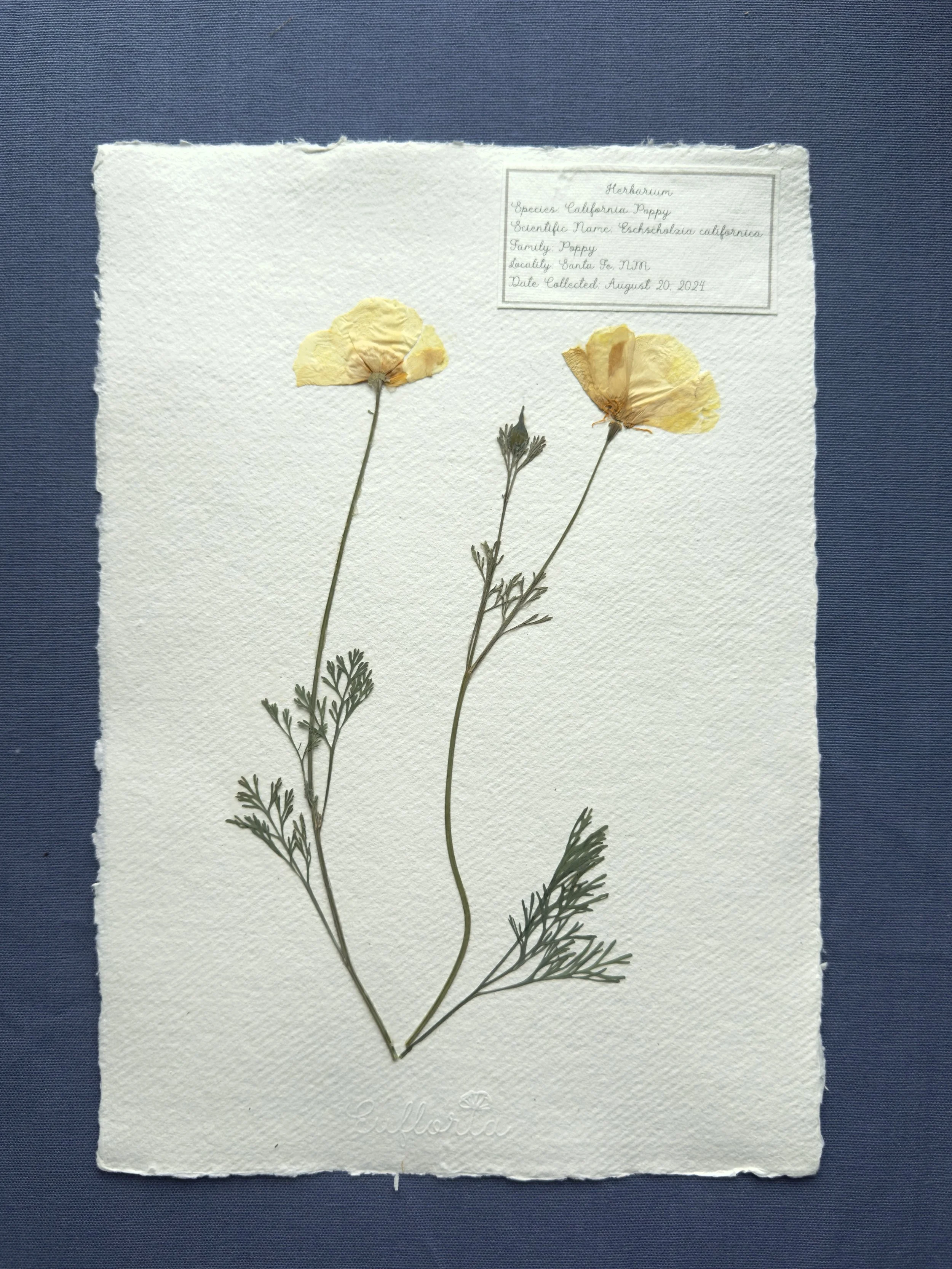 California poppy4.jpg
