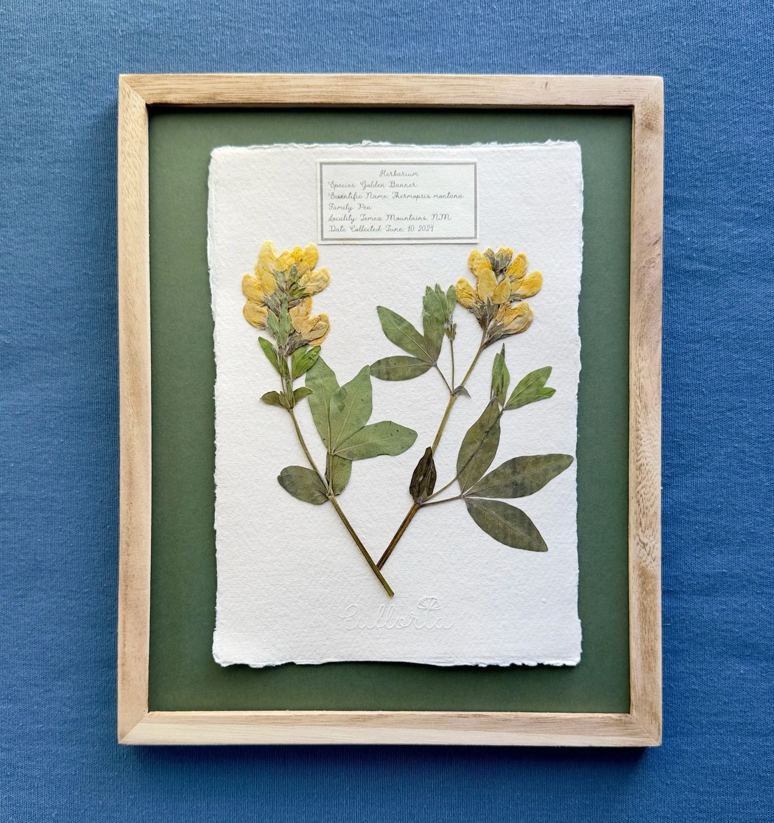 Flower Study - Golden Banner