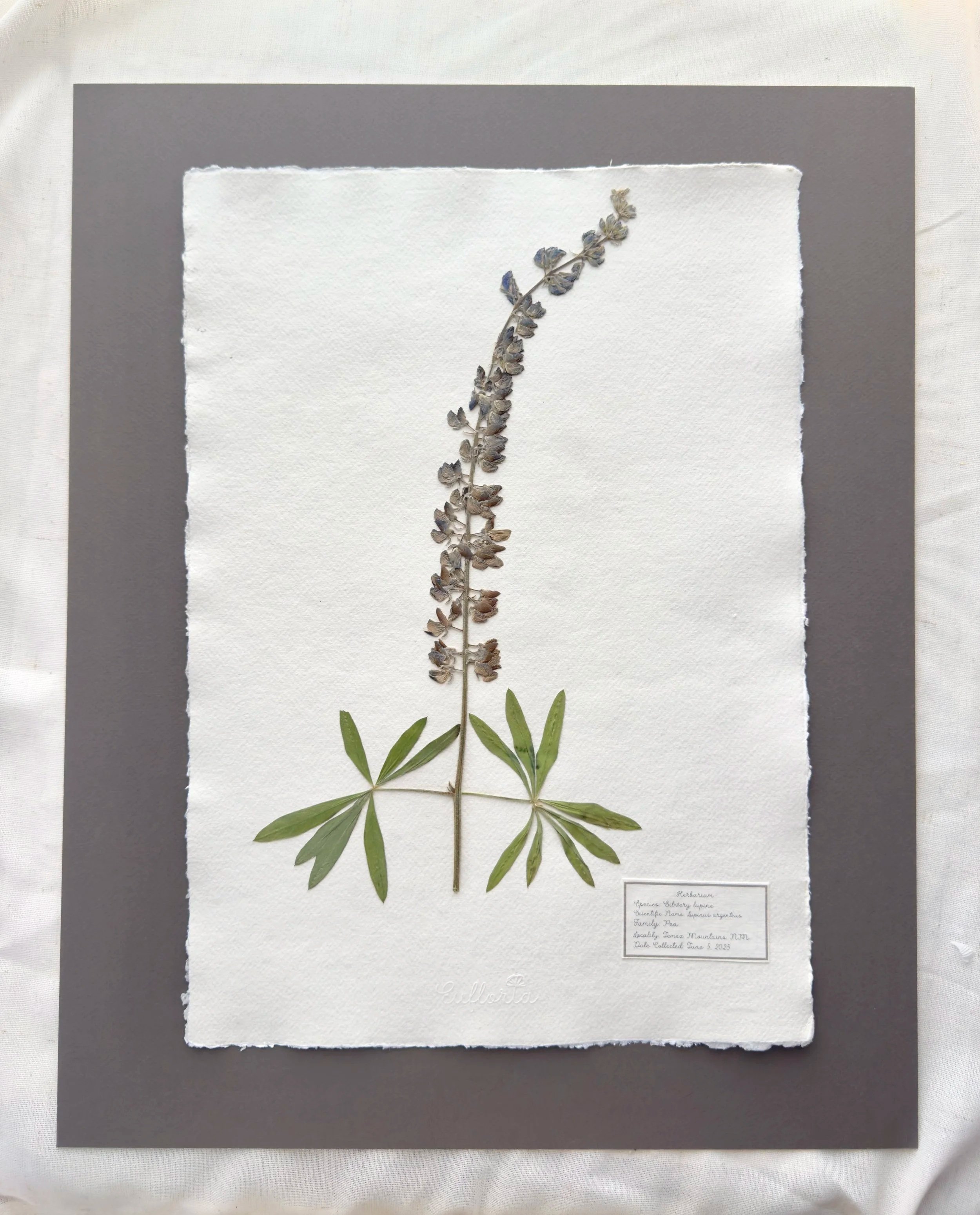 Silvery+Lupine+A3.jpg