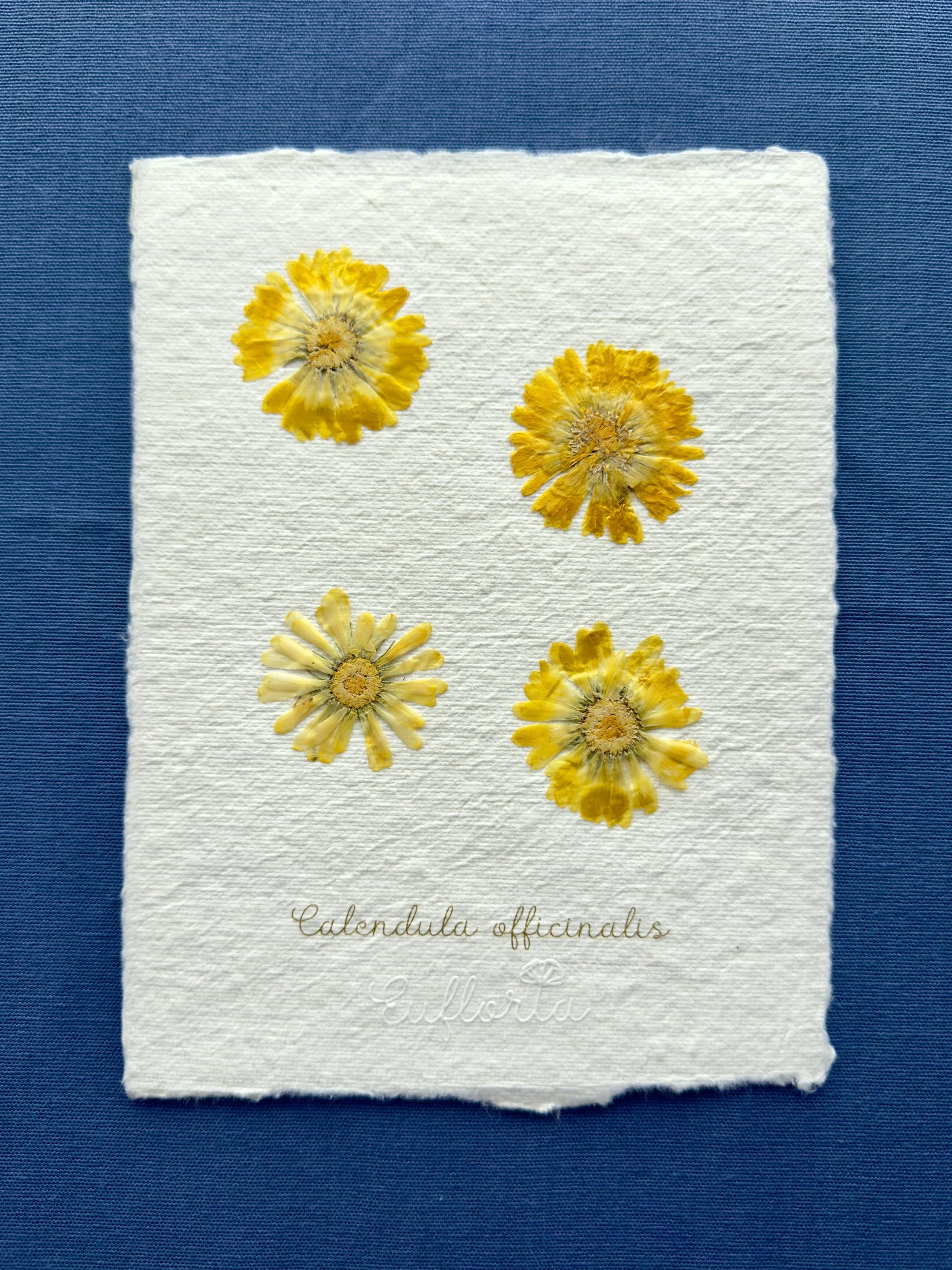 Calendula officinalis A5.jpg