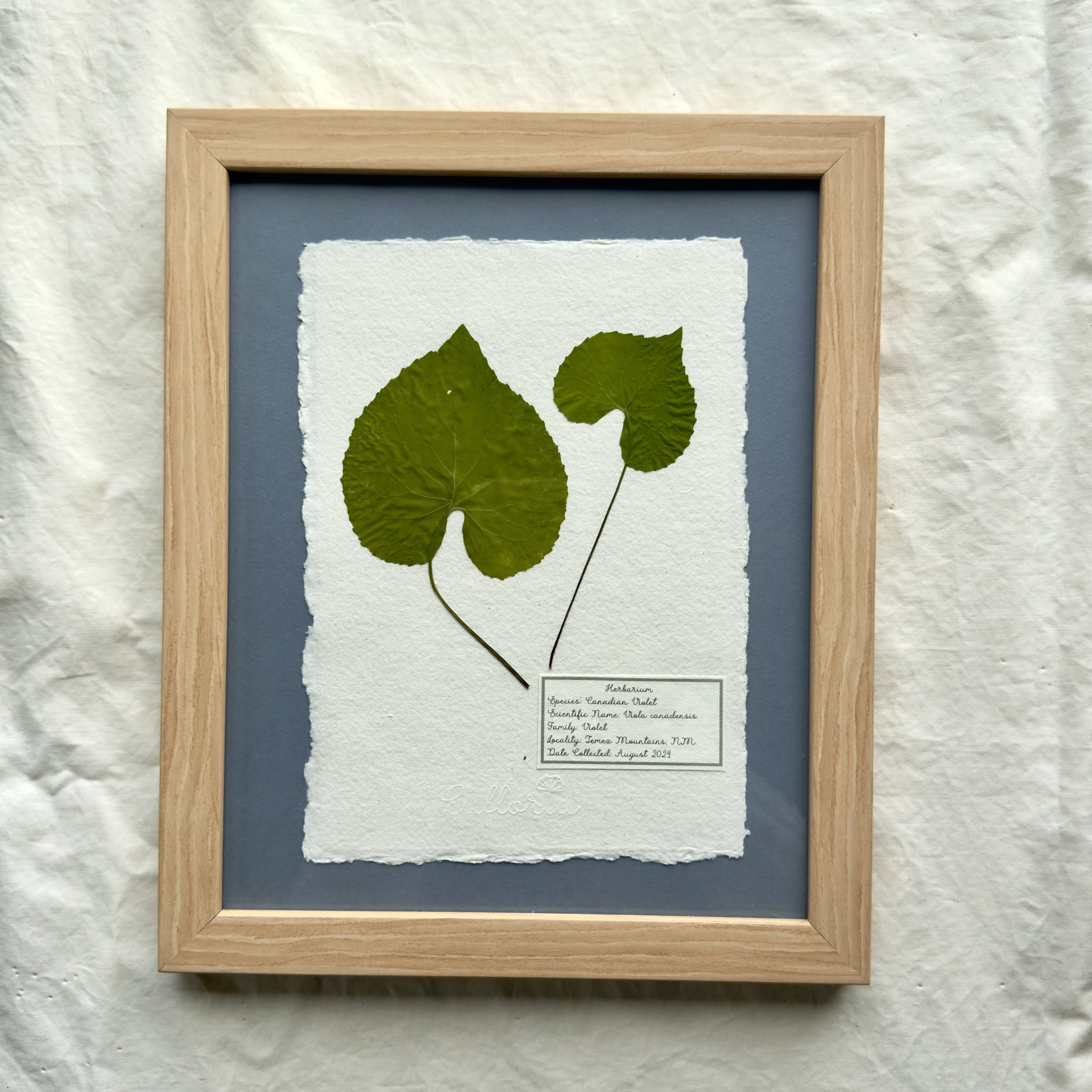 Canadian violet leaf.jpg